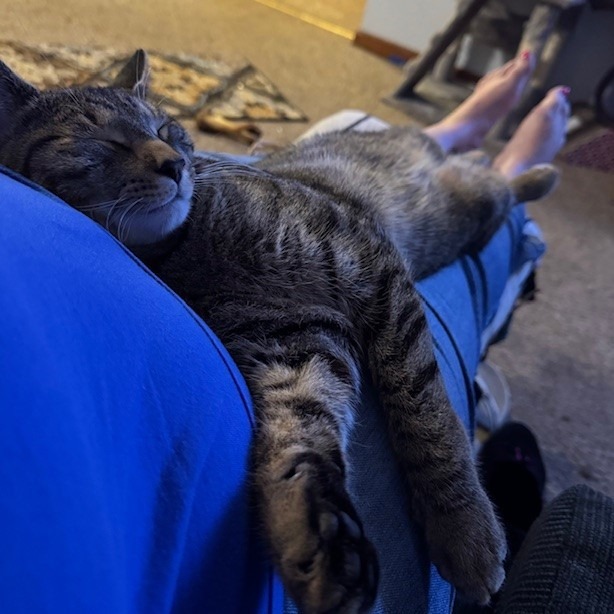 2025-09-12 10:45: Lost Cat in Seymour, IN 47274: Barnaby