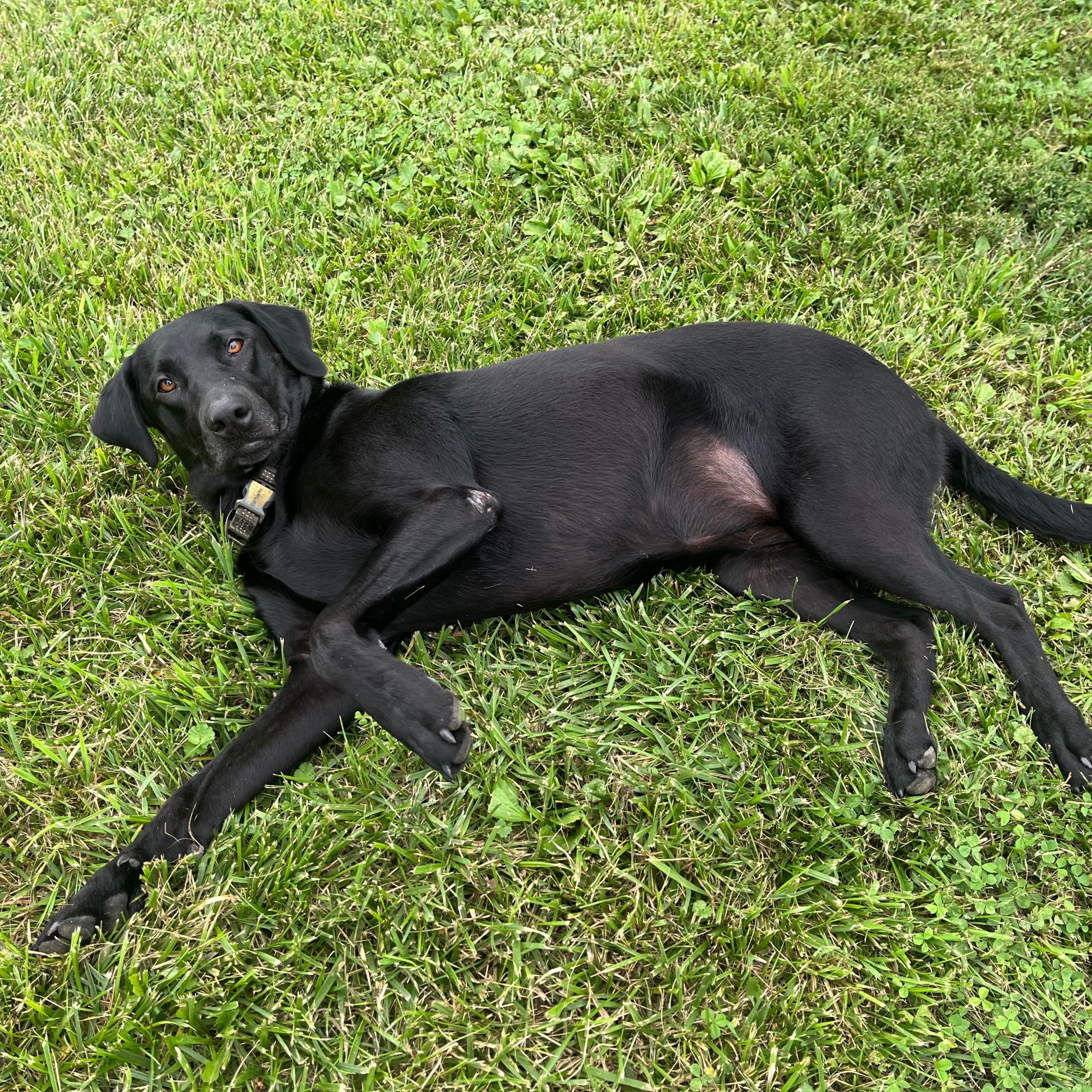 Image of Pet
