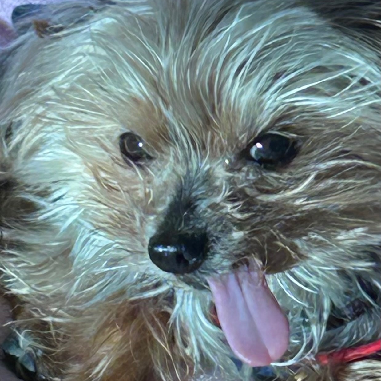 Image of Pet
