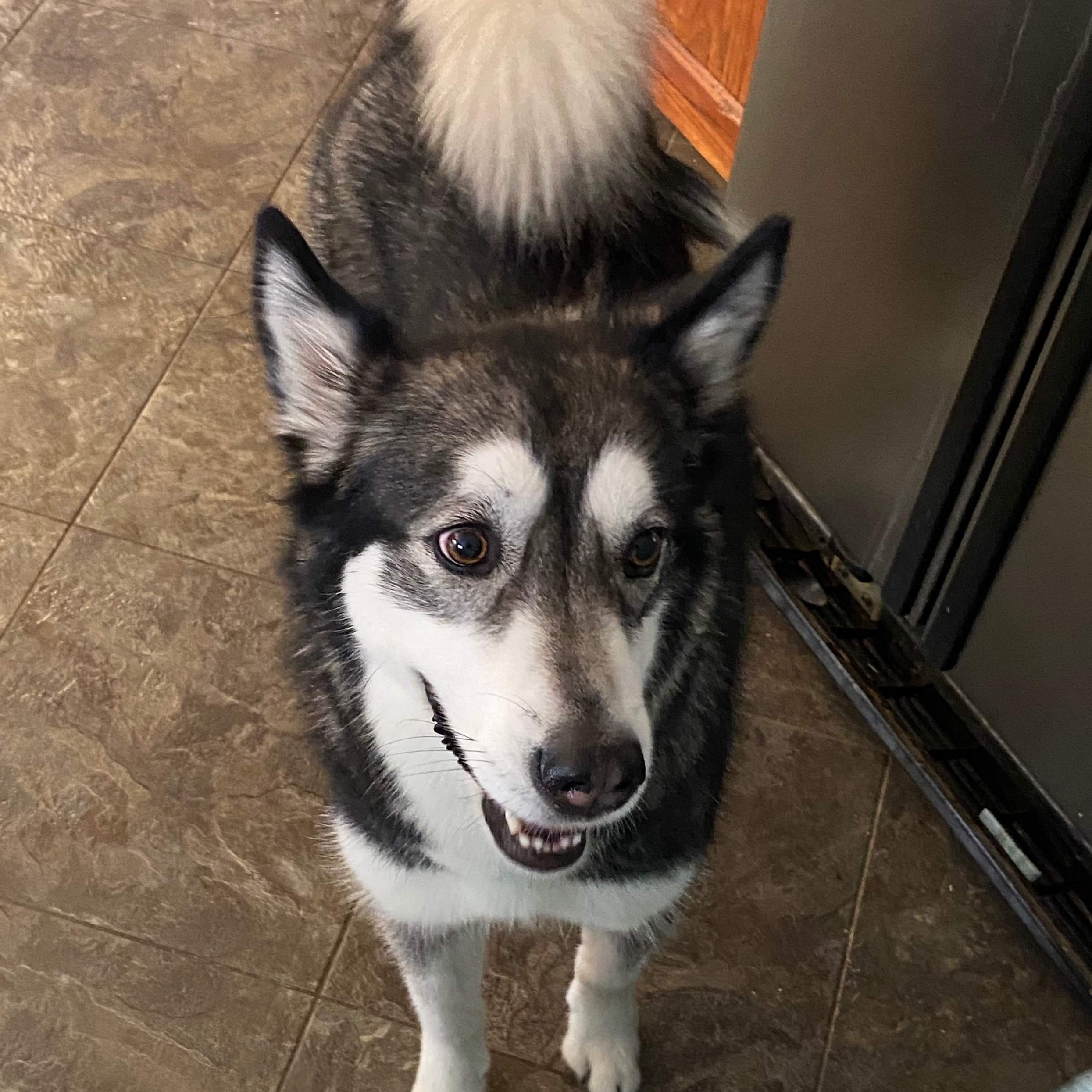 2025-09-19 12:57: Dog Caught in Whitestown, IN 46075: Name Unknown