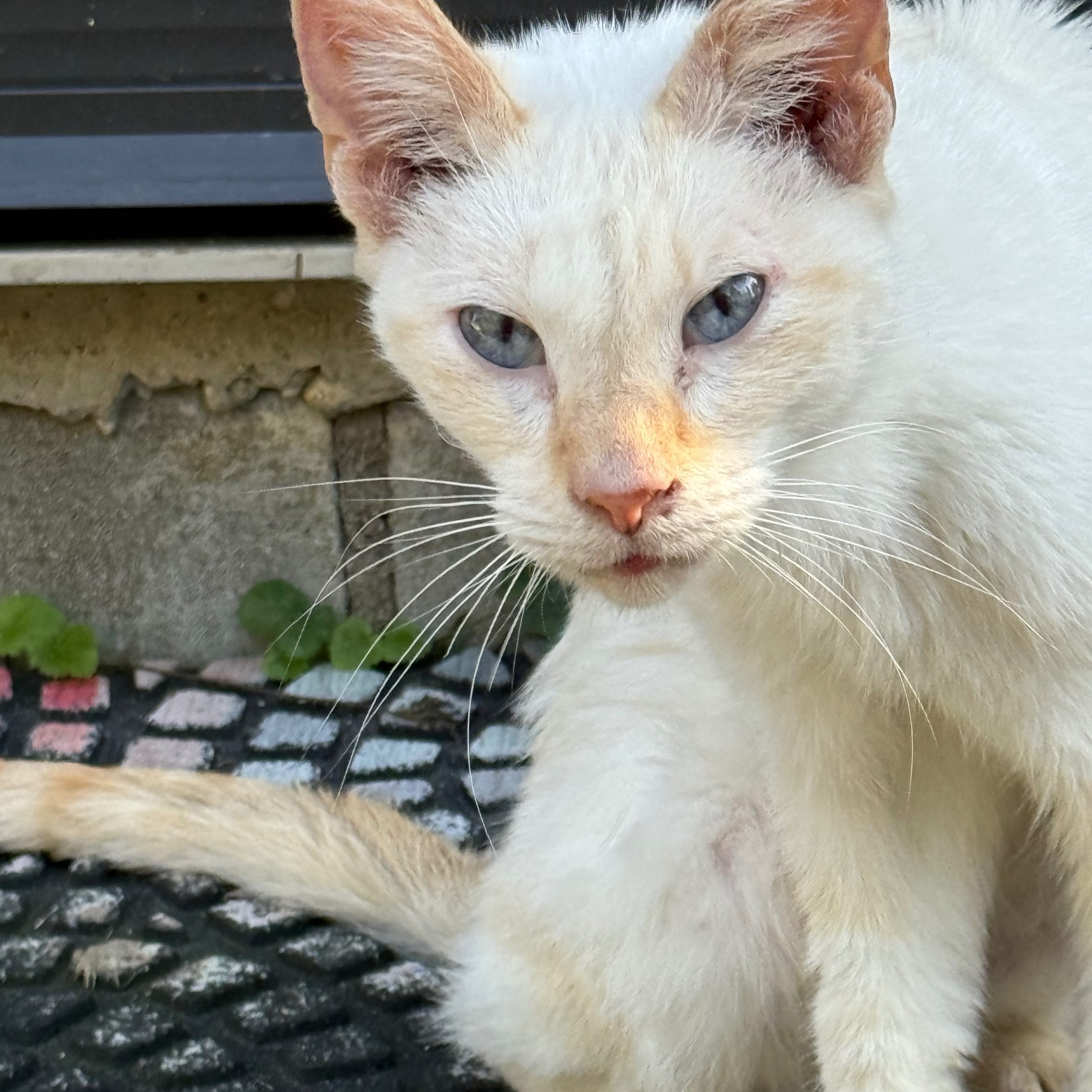 Image of Pet