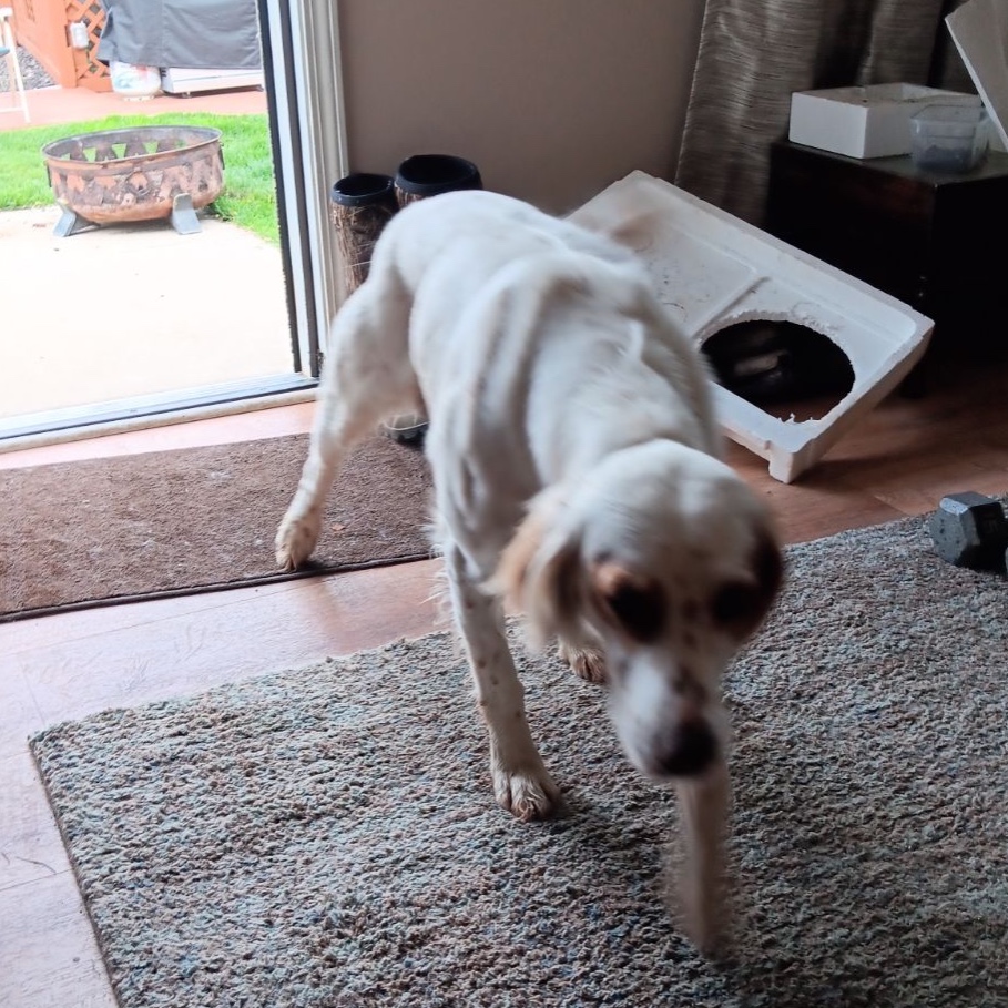 2025-10-02 13:02: Lost Dog in Carmel, IN : Hank