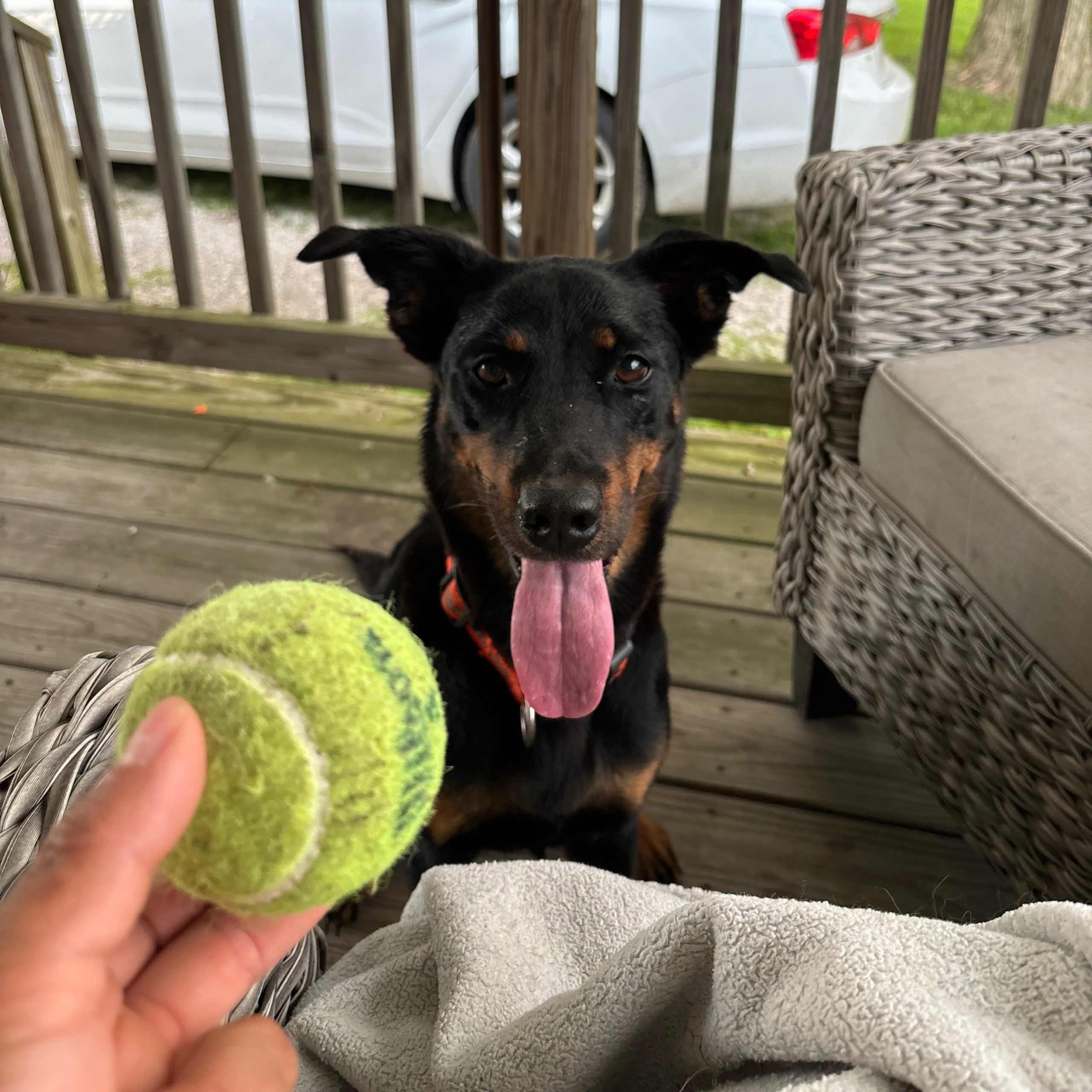 2025-10-25 23:37: Lost Dog in Claypool, IN 46510: Capri