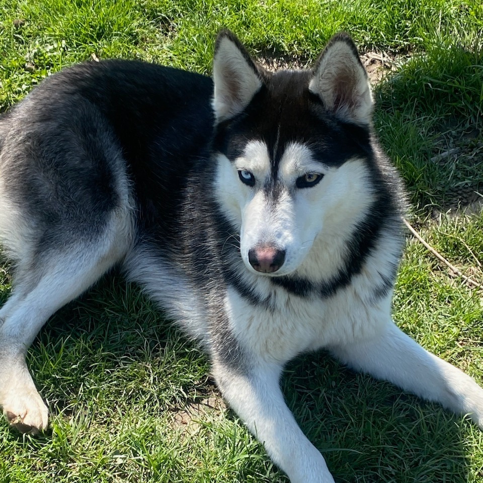 2025-10-26 21:47: Lost Dog in Indianapolis, IN 46226: MAYA