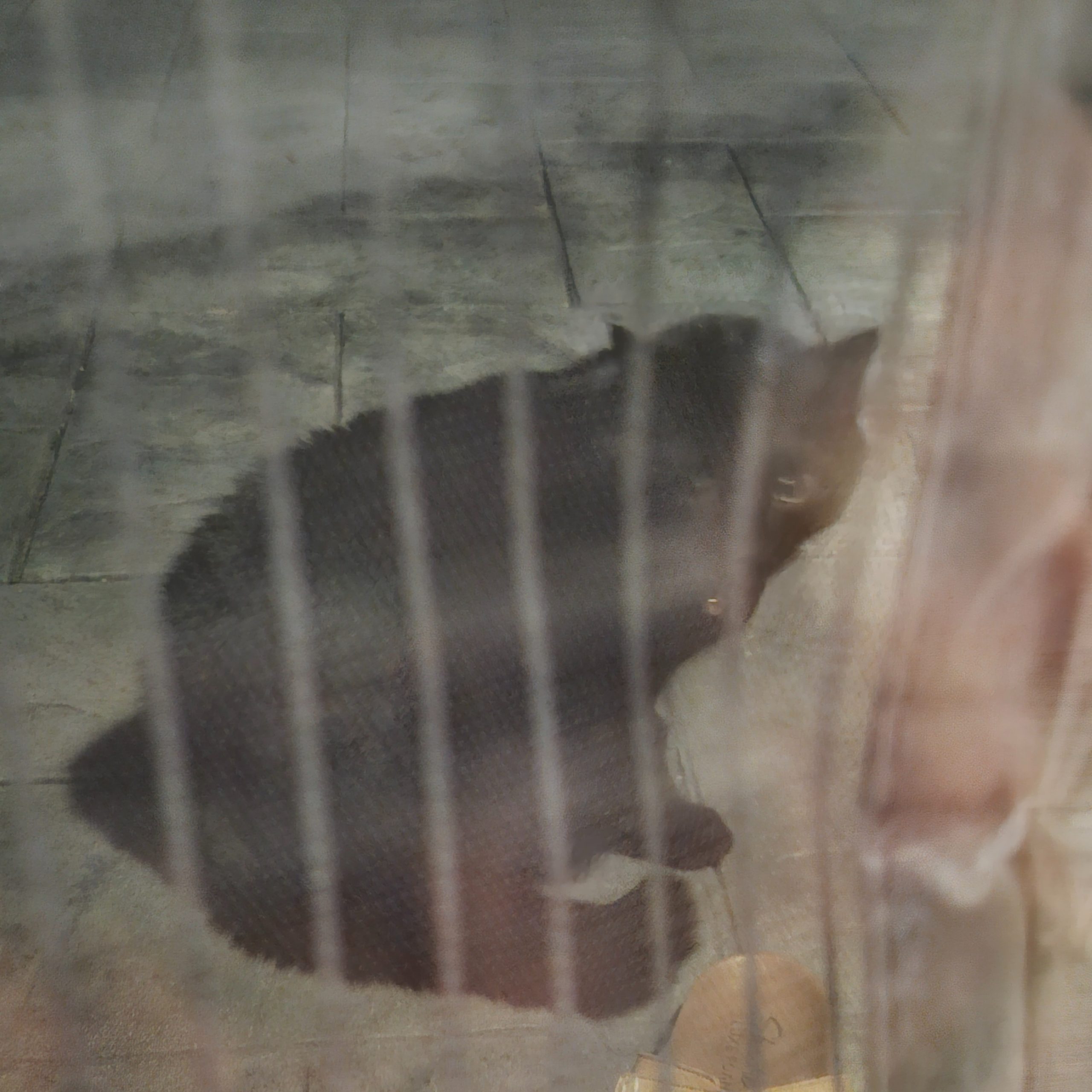 2025-10-27 21:11: Cat Spotted in Brownsburg, IN 46112