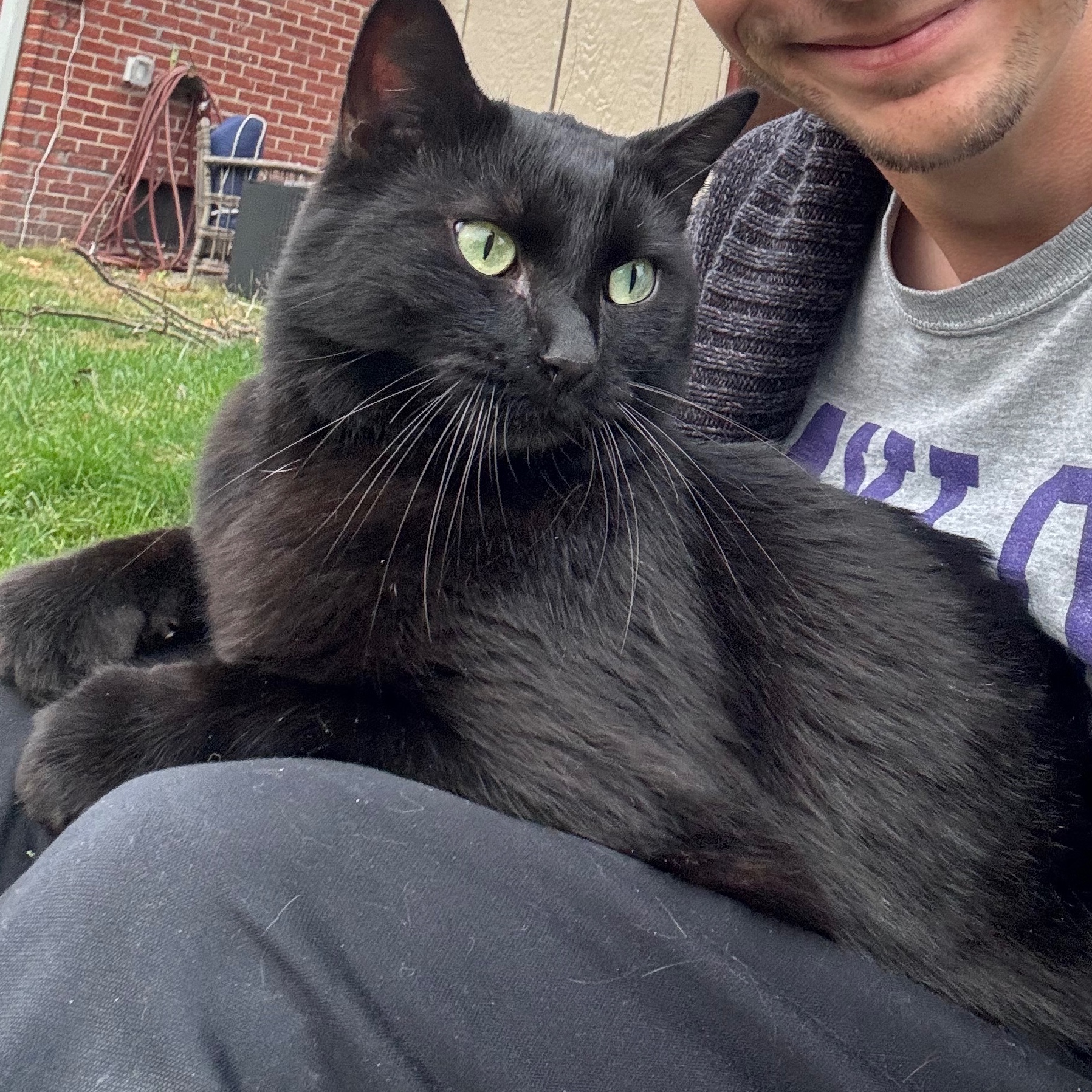 2025-10-28 21:13: Cat Caught in Speedway, IN 46224: Name Unknown