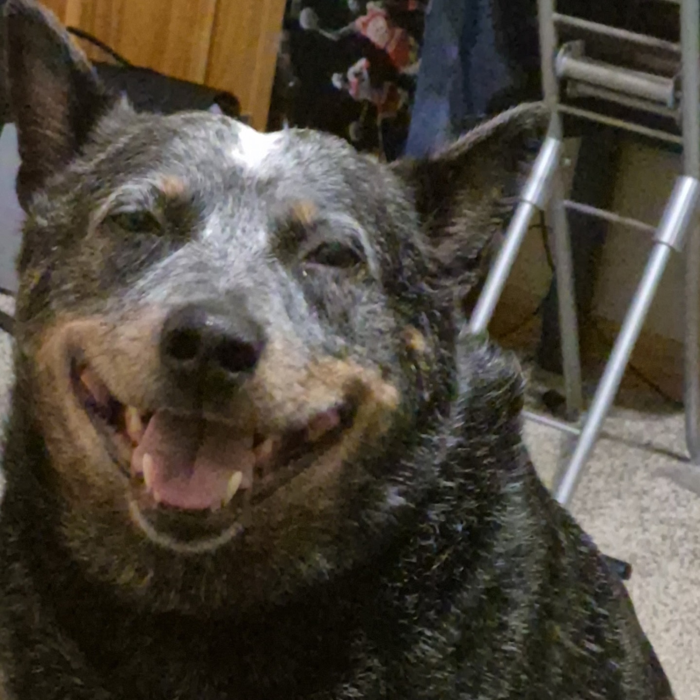 2025-10-29 09:36: Lost Dog in LaGrange, IN 46761: Spike