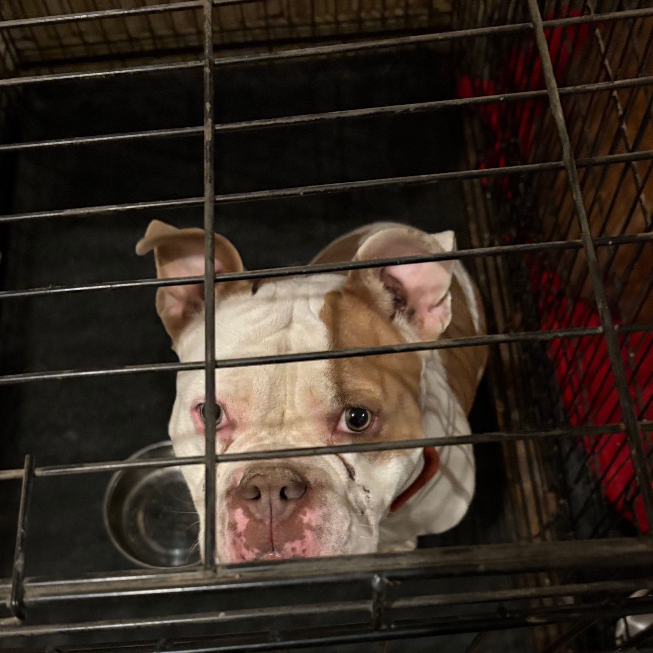 2025-10-30 08:12: Dog Caught in Noblesville, IN : Name Unknown