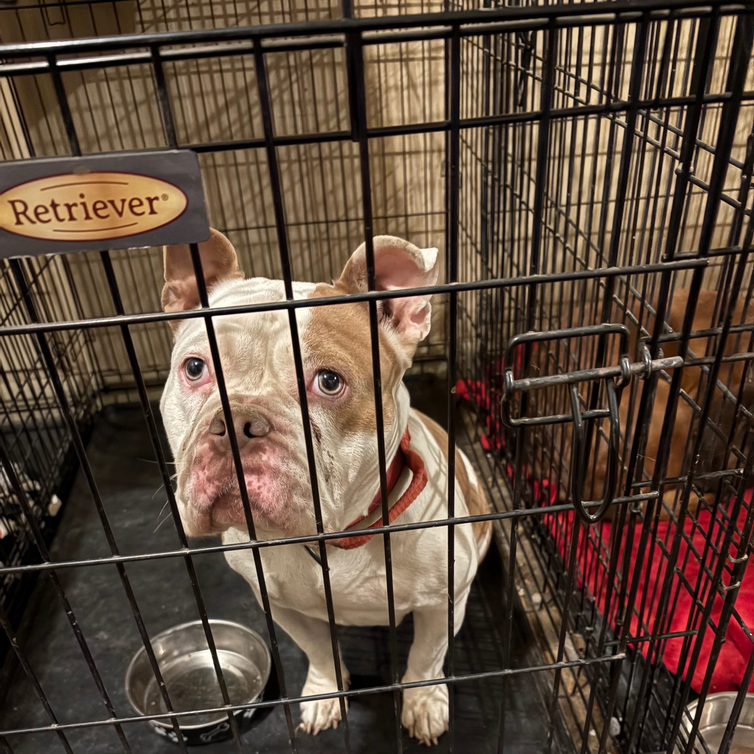 2025-10-30 08:20: Dog Caught in Noblesville, IN 46062: Name Unknown