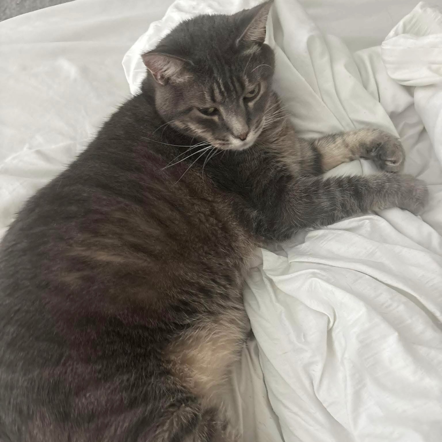 2025-11-03 12:45: Lost Cat in Fishers, IN 46040: Titus