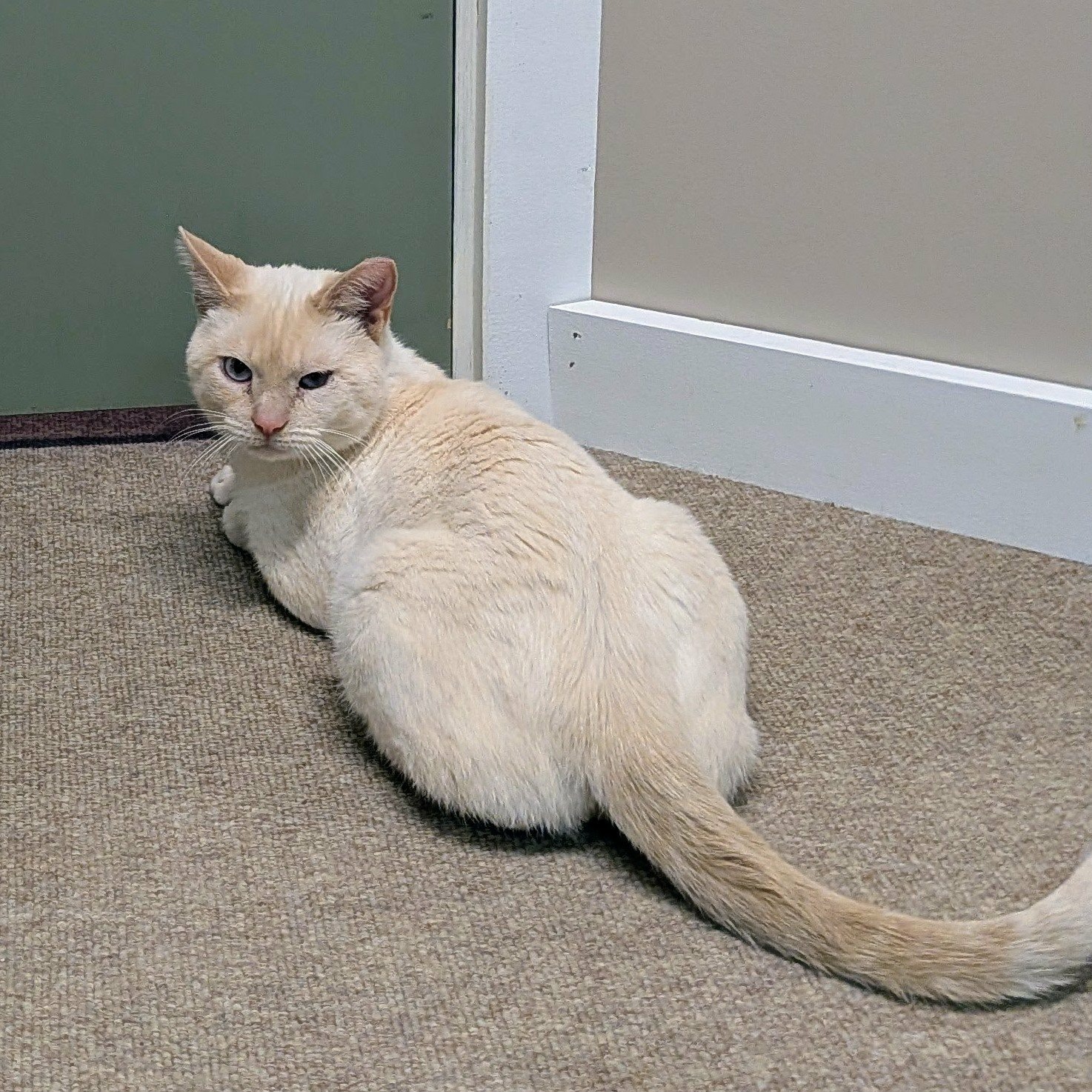 2025-11-03 18:42: Cat Caught in Indianapolis, IN 46221: Name Unknown