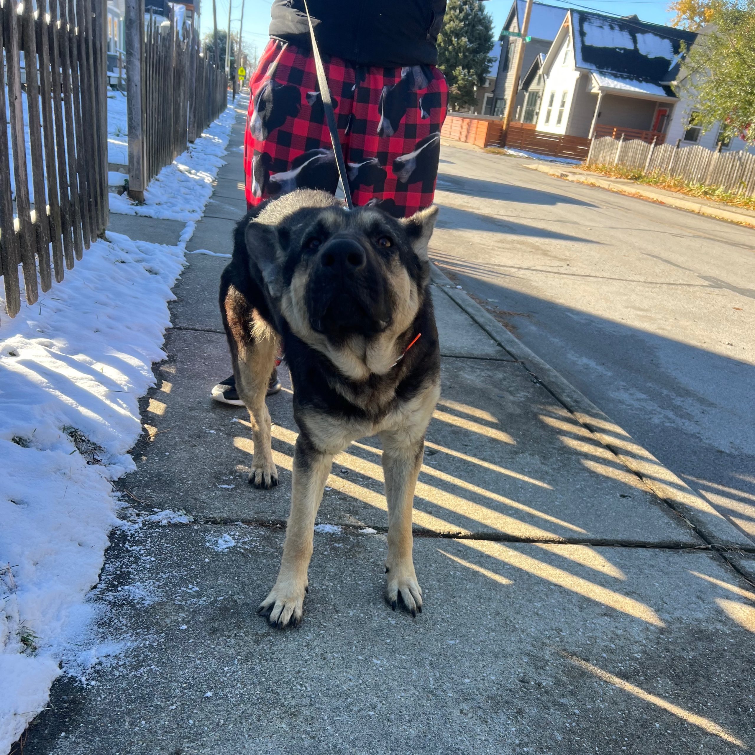 2025-11-10 15:19: Dog Caught in Indianapolis, IN : Name Unknown