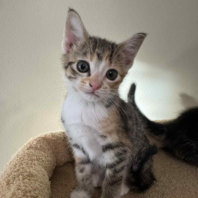 2025-11-18 16:40: Lost Cat in Indianapolis, IN 46237: Luna