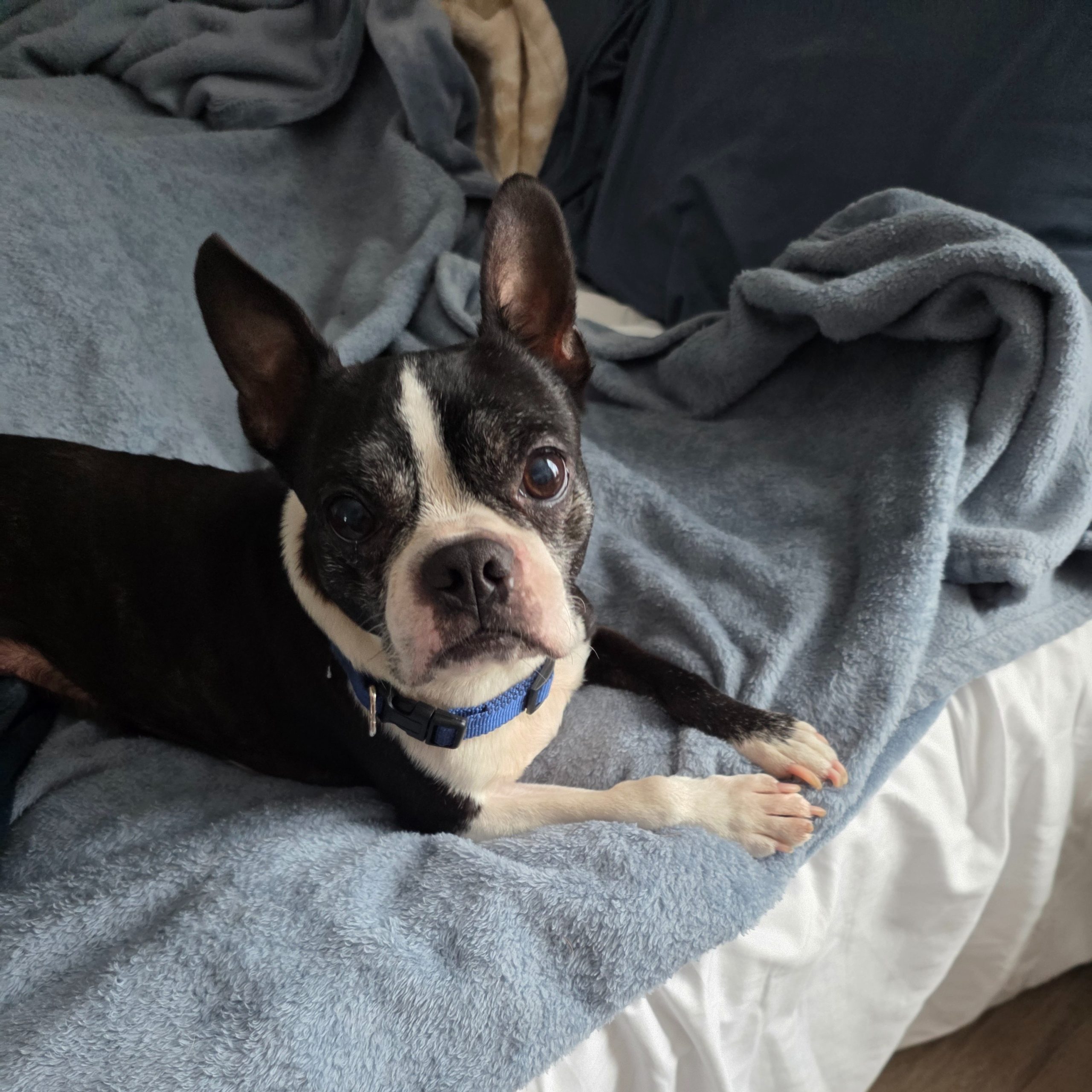 2025-11-29 14:23: Dog Caught in Parker City, IN 47368: Name Unknown