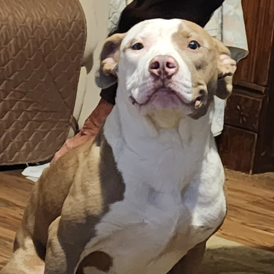 2025-12-02 18:24: Lost Dog in Cayuga, IN 47928: Hazel