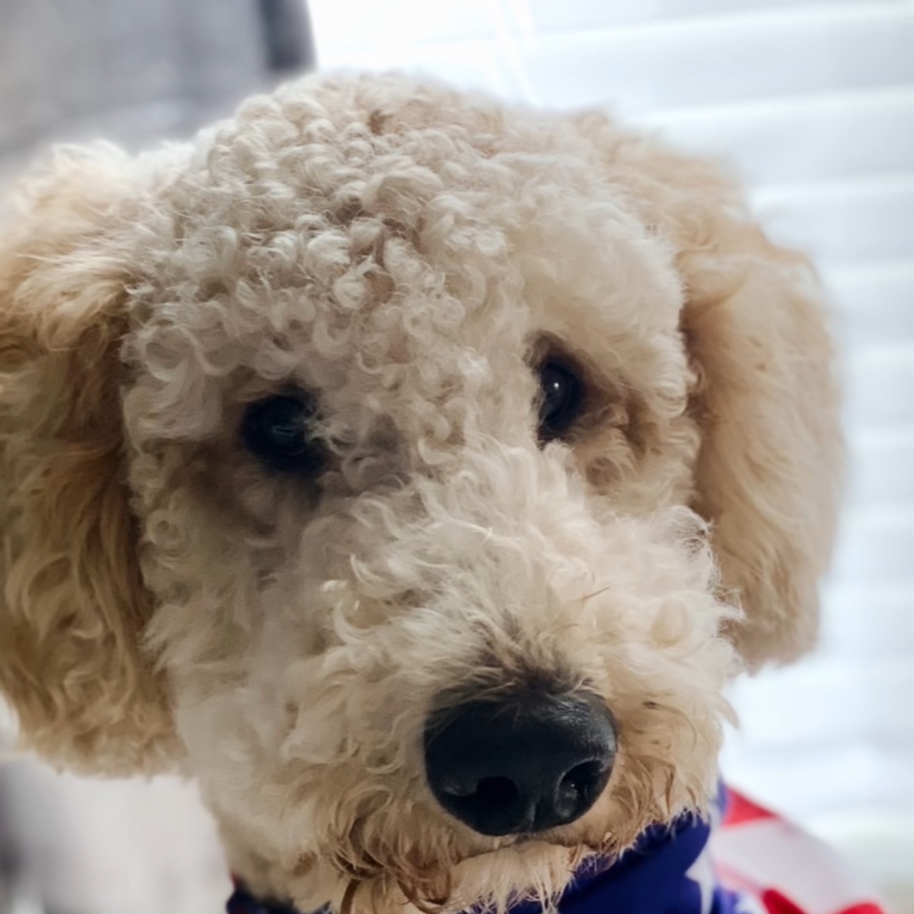 2025-12-07 02:46: Lost Dog in Greenwood, IN 46143: Tsuki