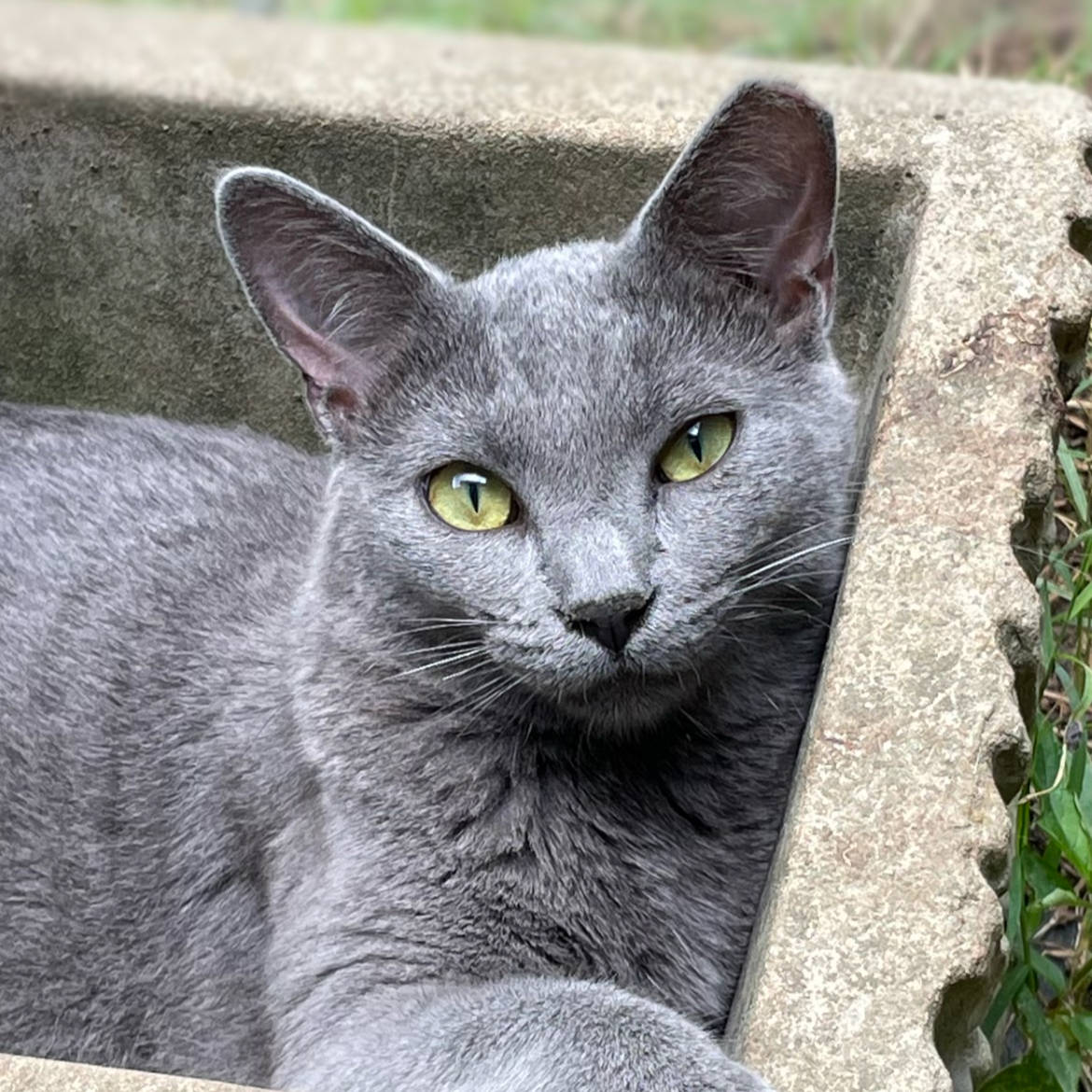 2025-12-09 10:42: Lost Cat in Mount Vernon, IN : Dewey