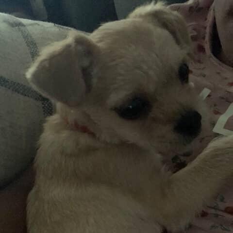 2025-12-15 19:29: Lost Dog in South Bend, IN 46616: Rollie