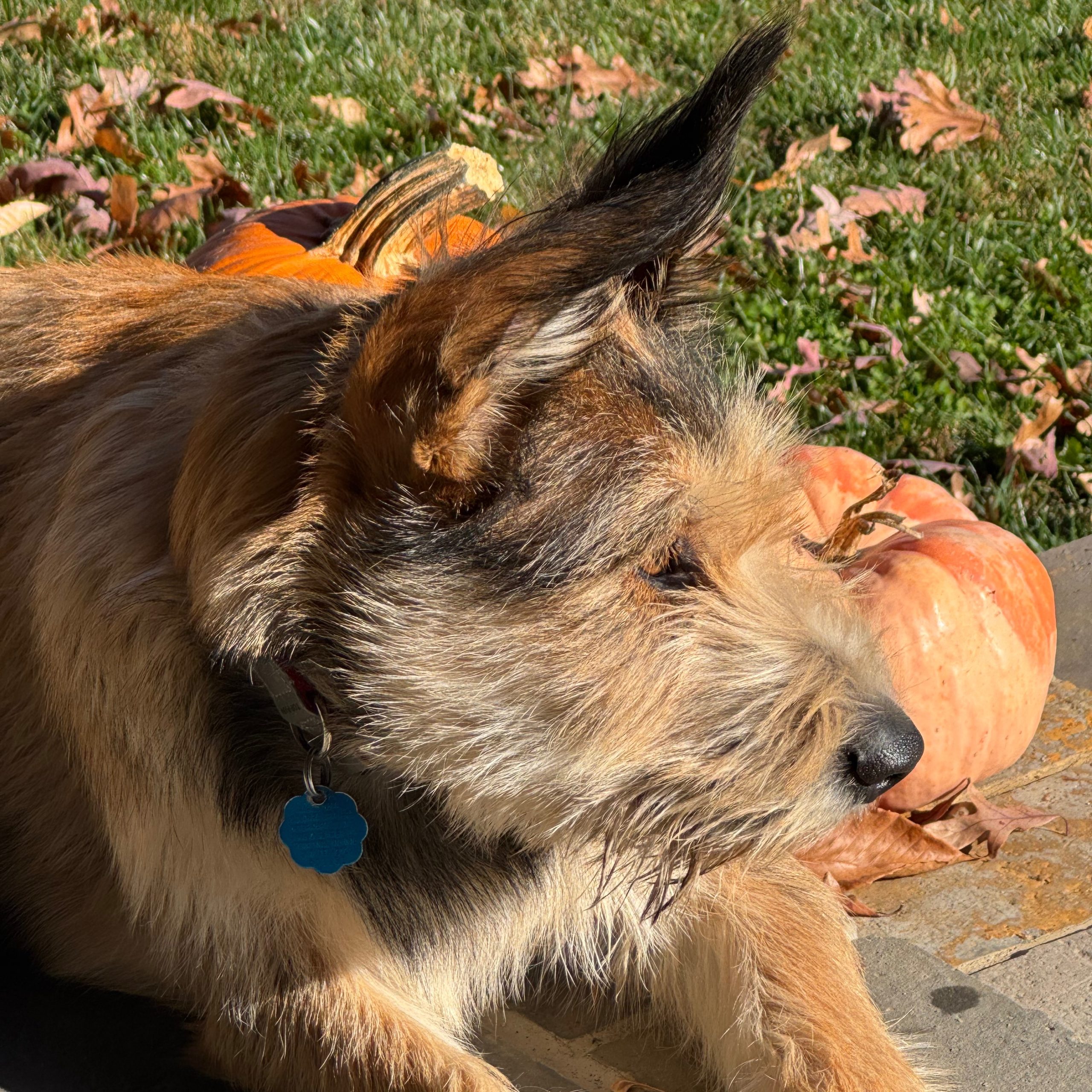 2025-12-20 17:29: Lost Dog in Monrovia, IN 46157: Tucker