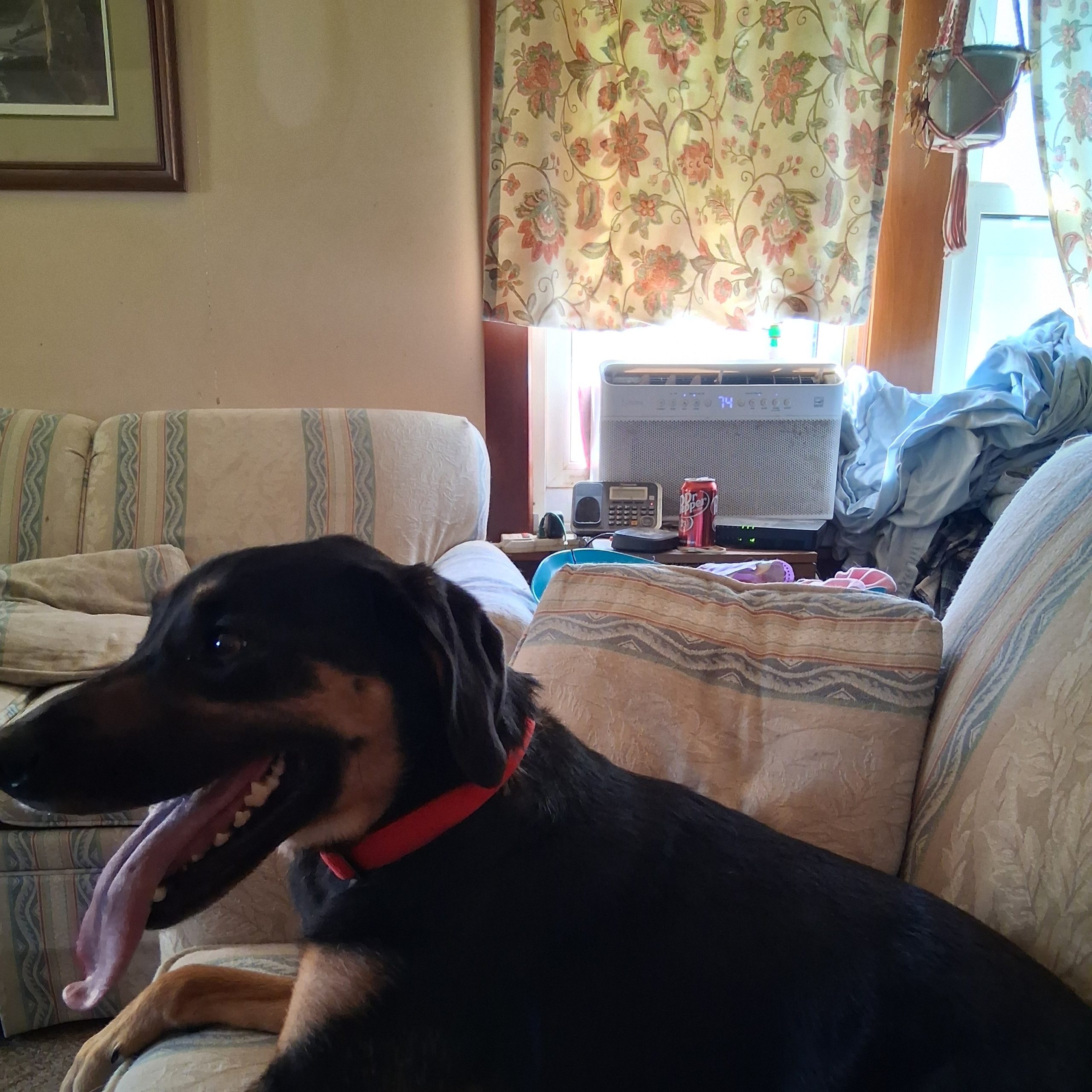 2025-12-26 11:14: Lost Dog in Elkhart, IN 46516: Sammy