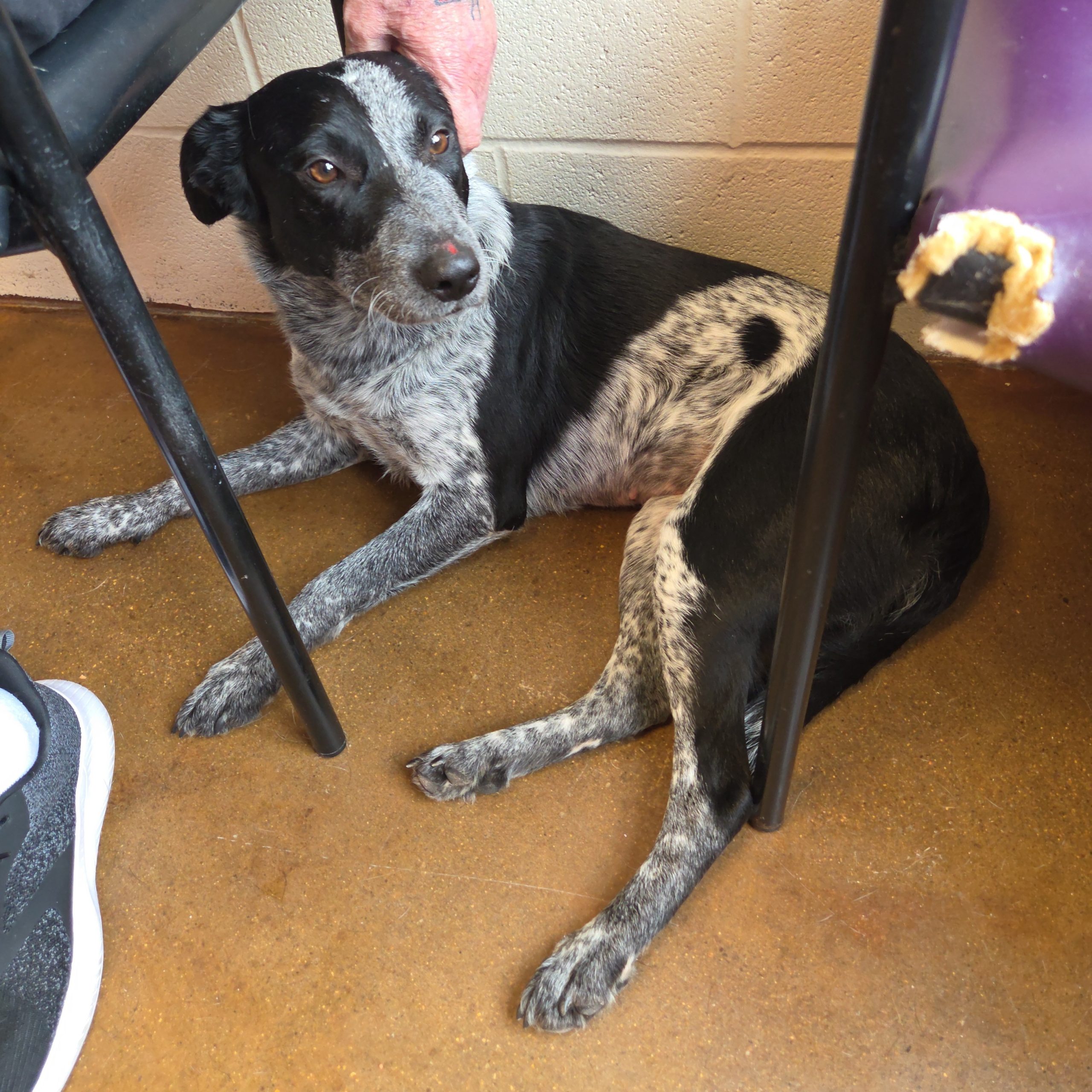 2025-12-27 19:43:  Dog Lost in Jeffersonville, IN  : Holly