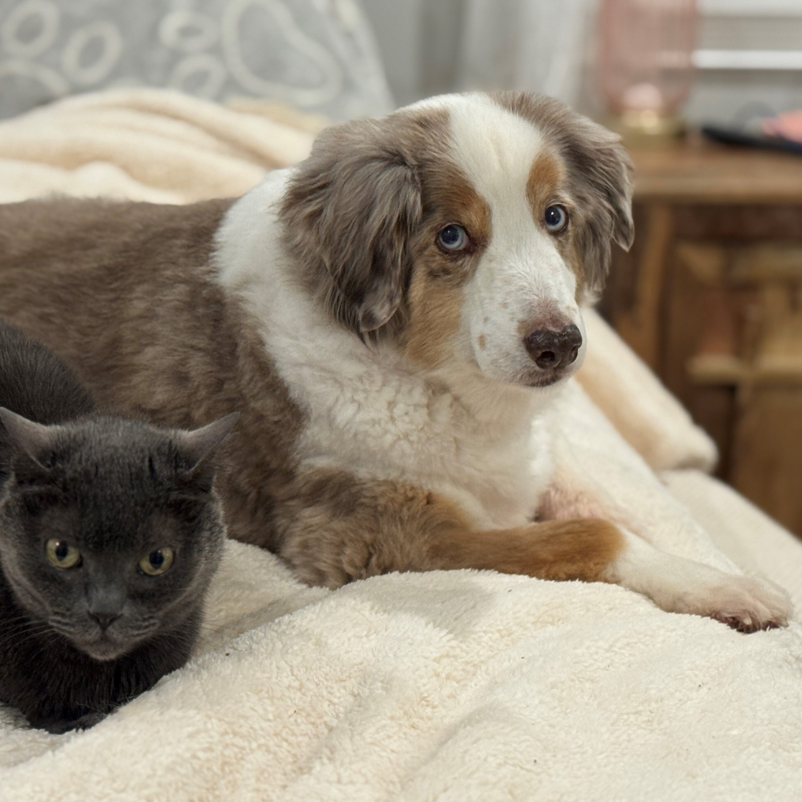 2025-12-30 08:14: Lost Dog in Lebanon, IN 46052: Link