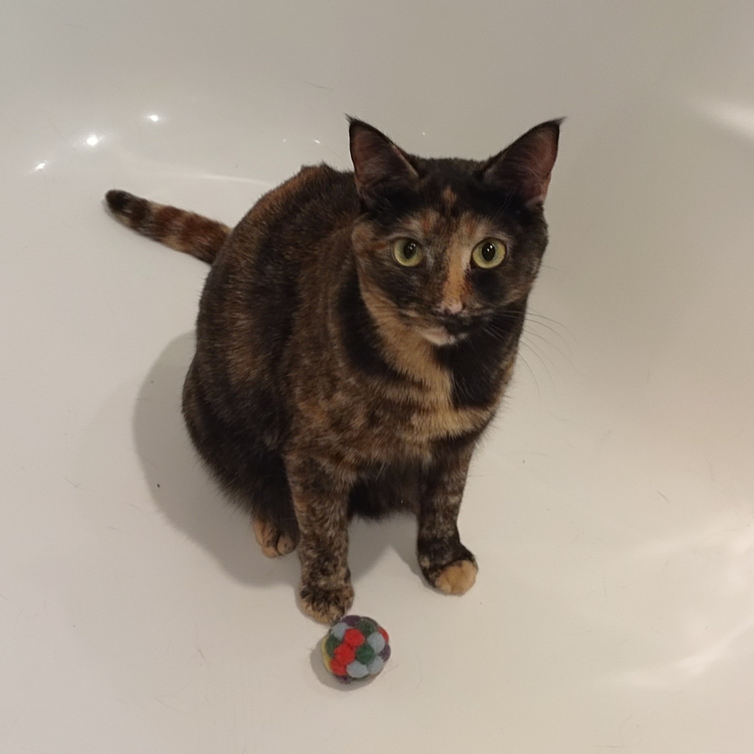 2026-01-03 02:07: Lost Cat in La Porte, IN 46350: Cleo