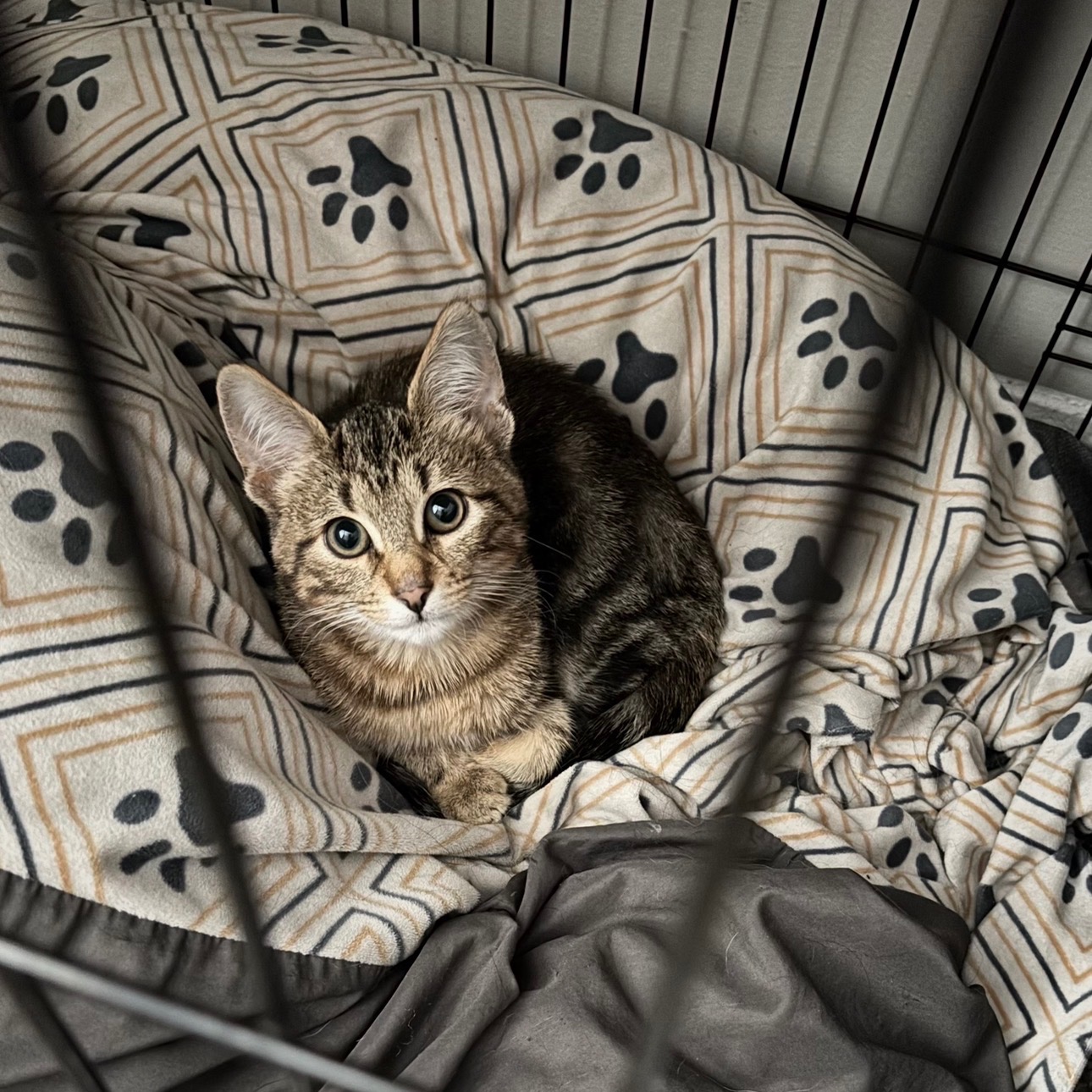 2026-01-19 21:44: Lost Cat in Greenwood, IN 46143: Taka