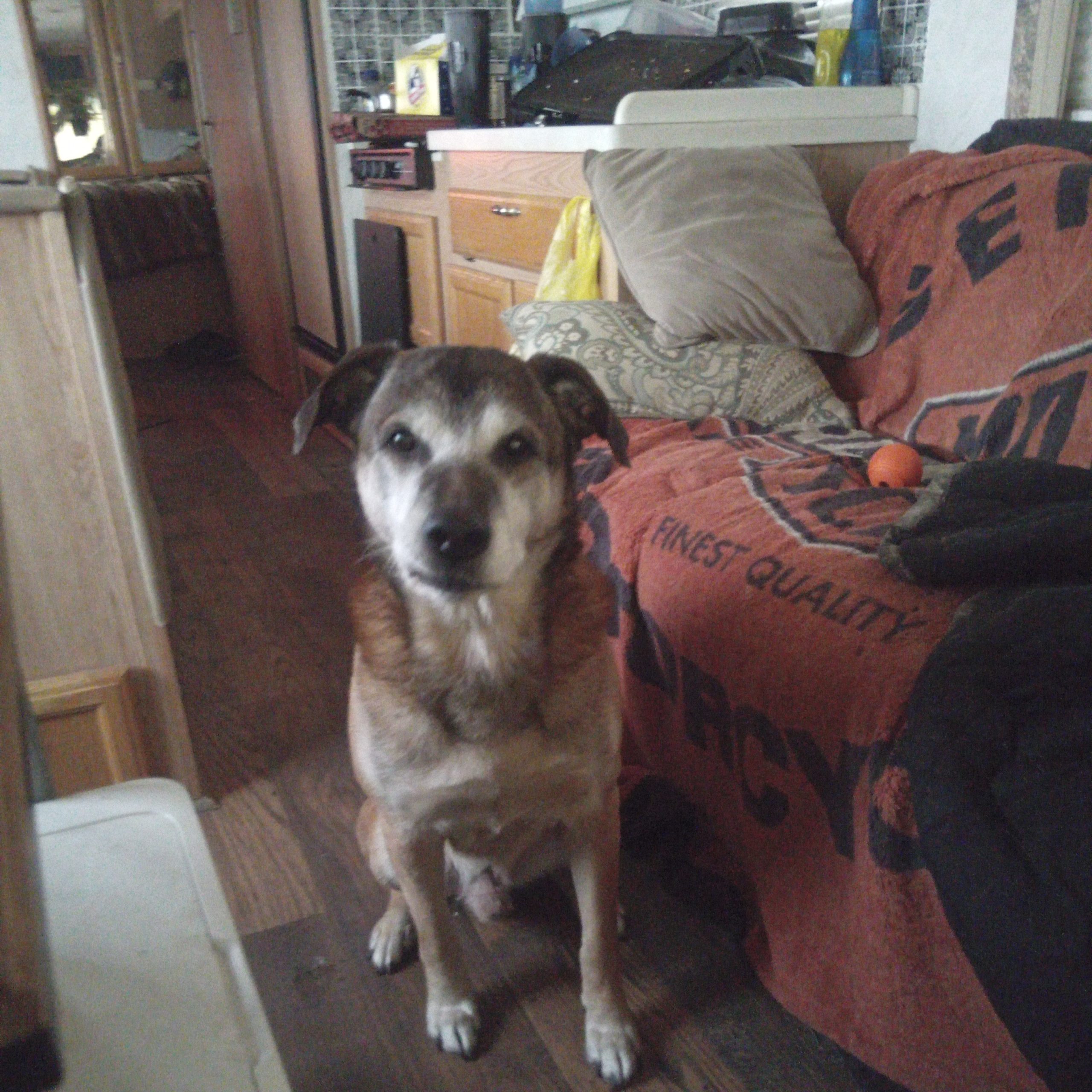 2026-01-23 11:52: Lost Dog in Winamac, IN 46996: Reese