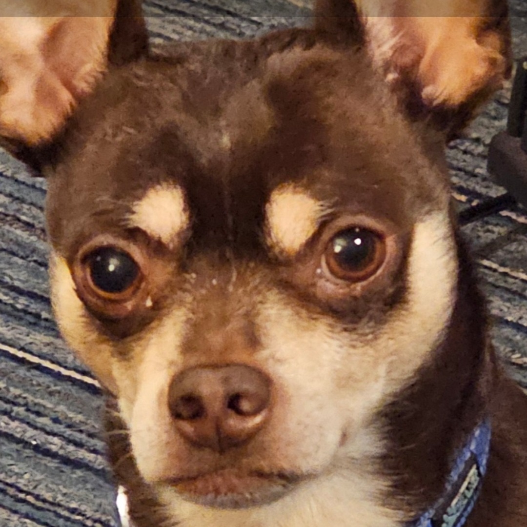 2026-01-23 12:13: Lost Dog in Wabash, IN 46992: Kazah