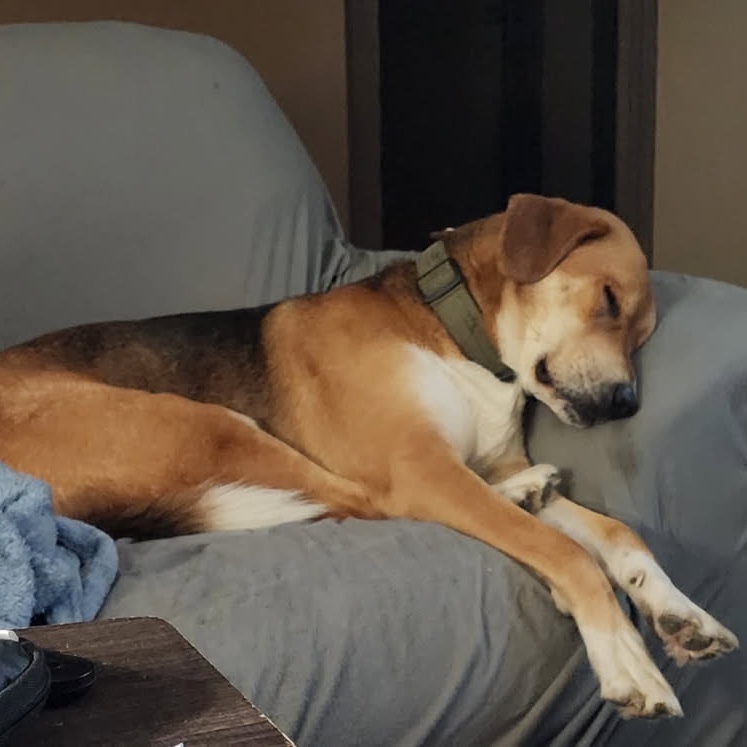 2026-01-26 23:59: Lost Dog in Russiaville, IN 46979: Dean