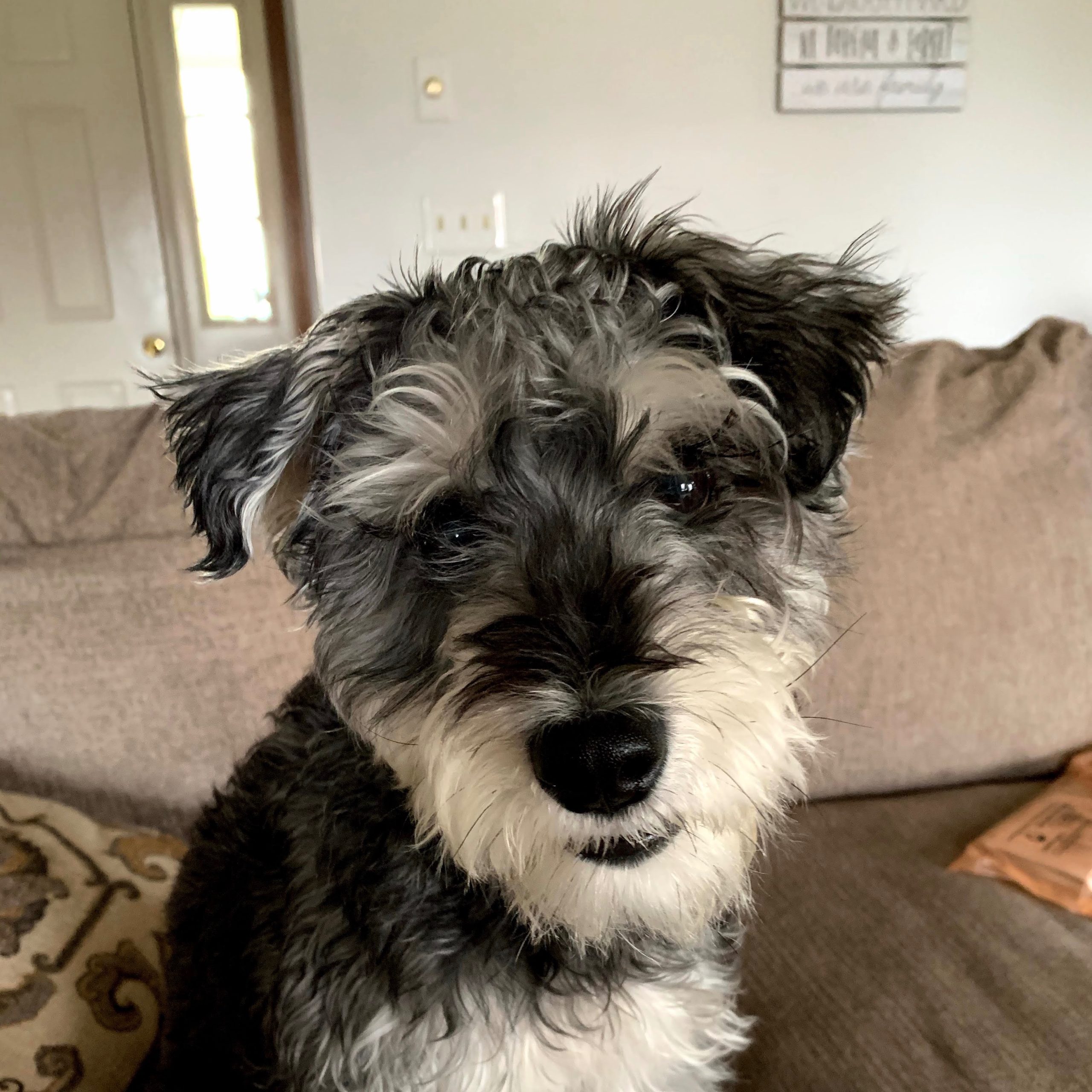 2026-02-10 13:11: Lost Dog in Fremont, IN 46737: Jackson