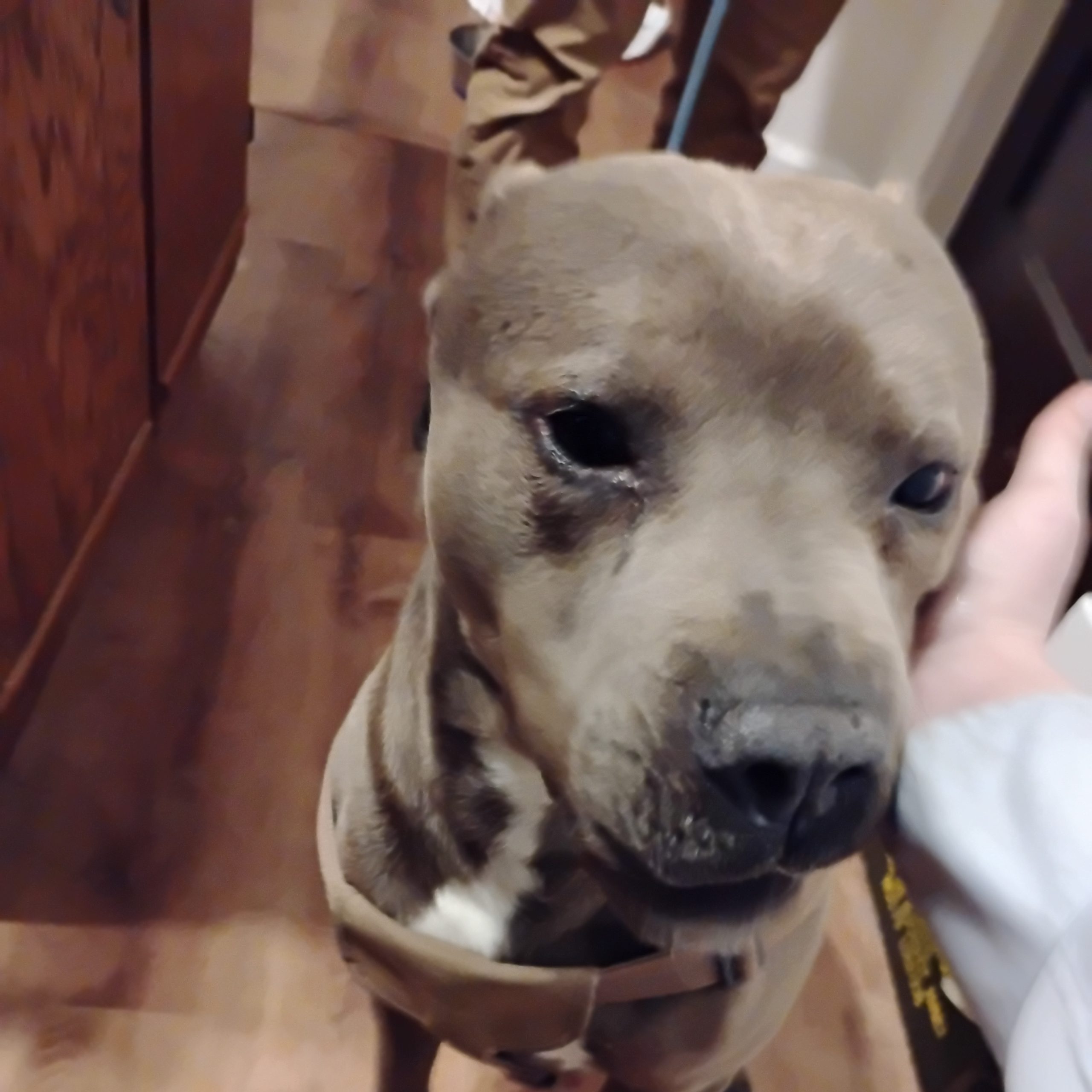2026-02-20 21:20: Dog Caught in Indianapolis, IN 46201: Name Unknown