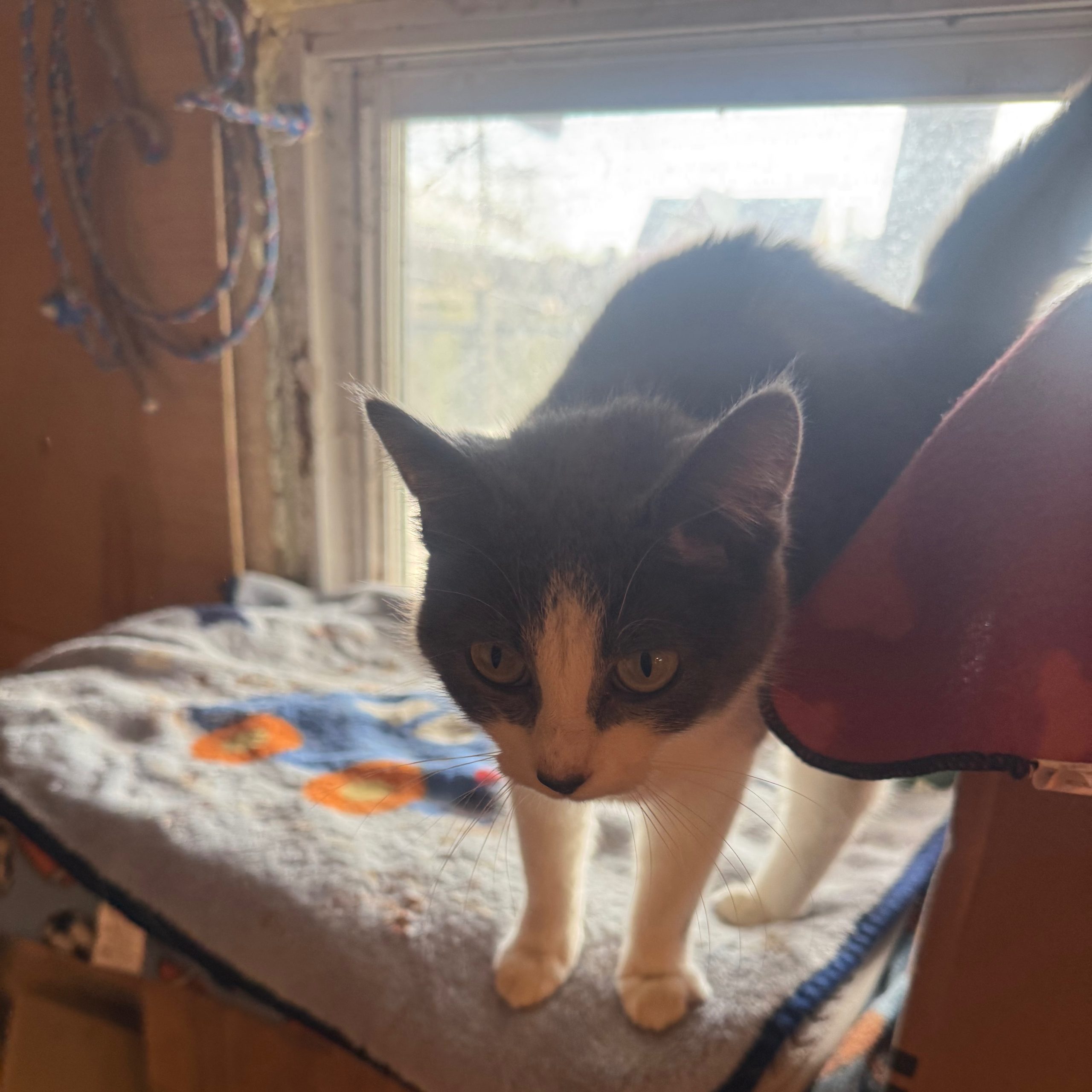 2026-03-06 10:10: Cat Spotted in Indianapolis, IN 46201