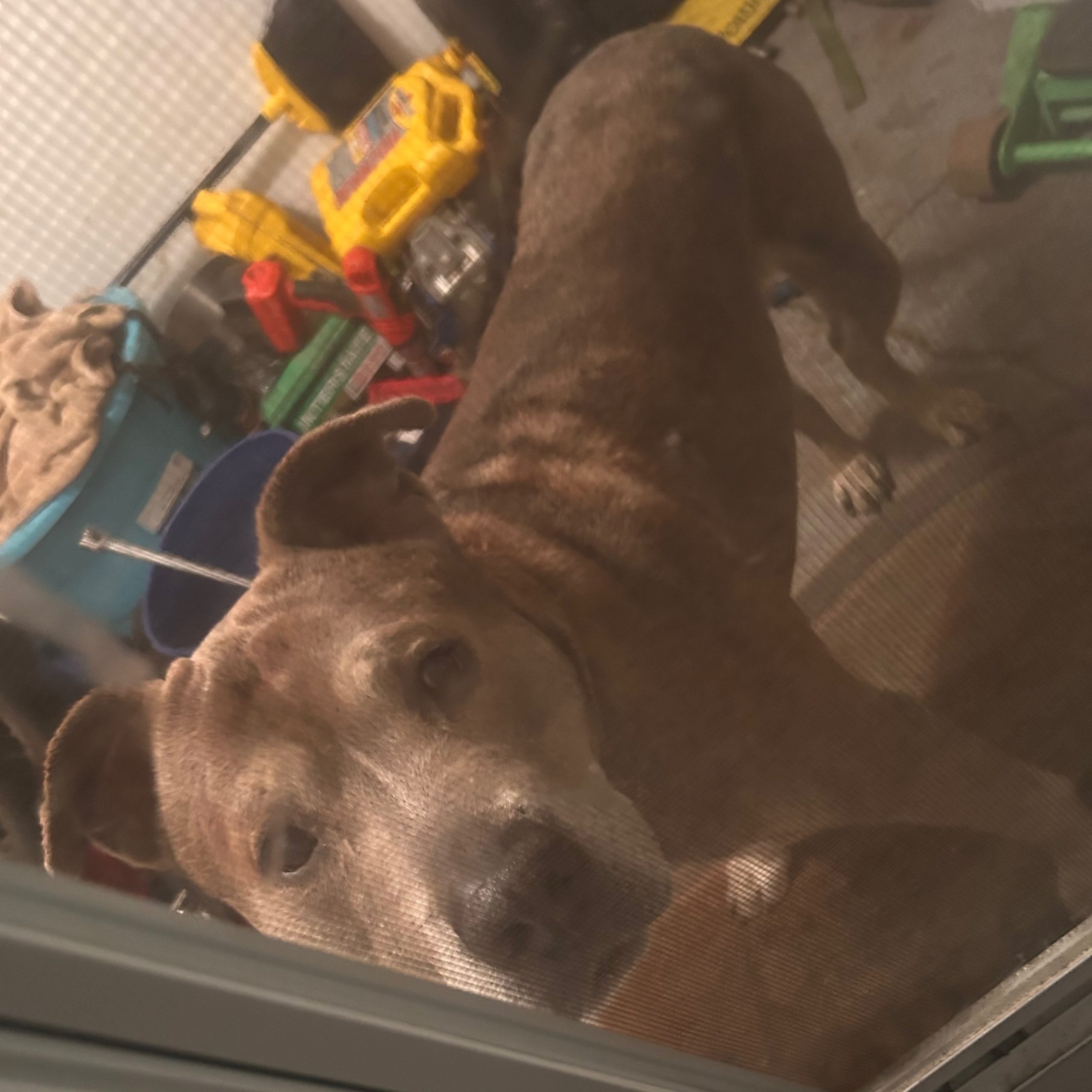 2026-03-08 21:07: Dog Spotted in Indianapolis, IN 46202