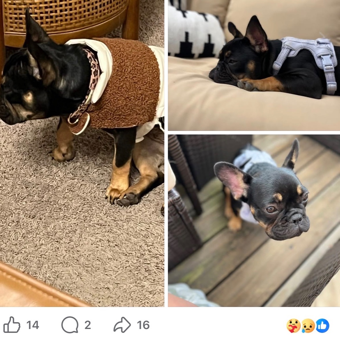 2026-03-13 22:24: Lost Dog in Indianapolis, IN 46239: Hali