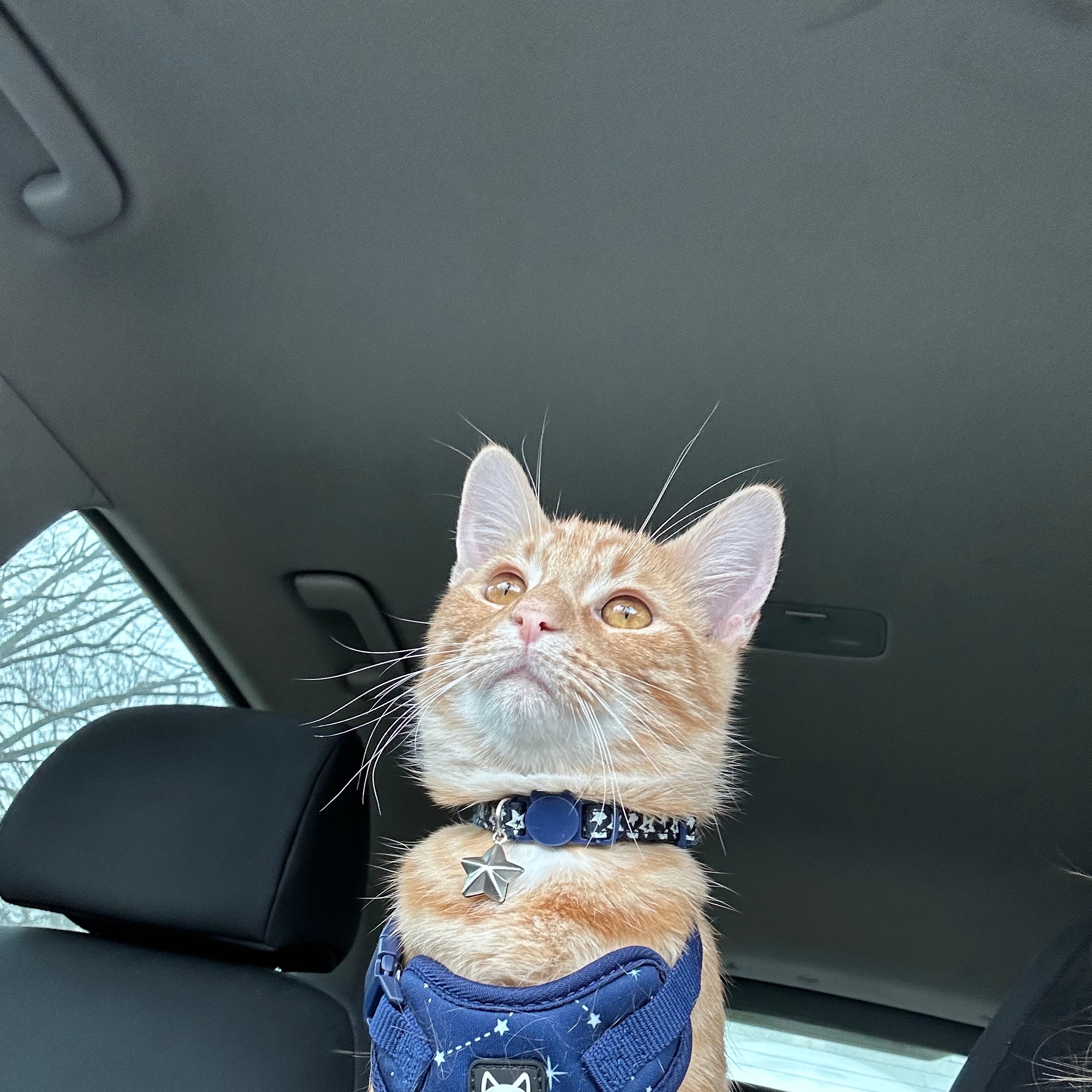 2026-03-24 01:45: Lost Cat in Kokomo, IN 46902: Squirt