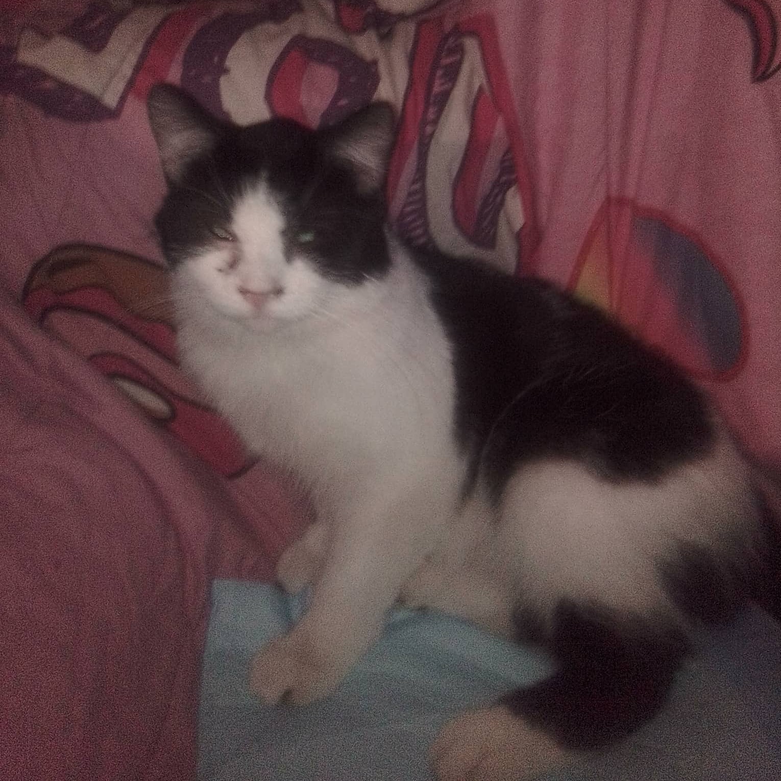 2026-03-31 19:53: Lost Cat in Warsaw, IN 46580: Baby kitty