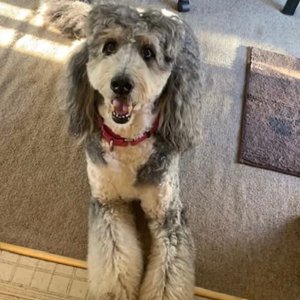 2026-04-01 10:13: Lost Dog in New Albany, IN 47150: Mayzie