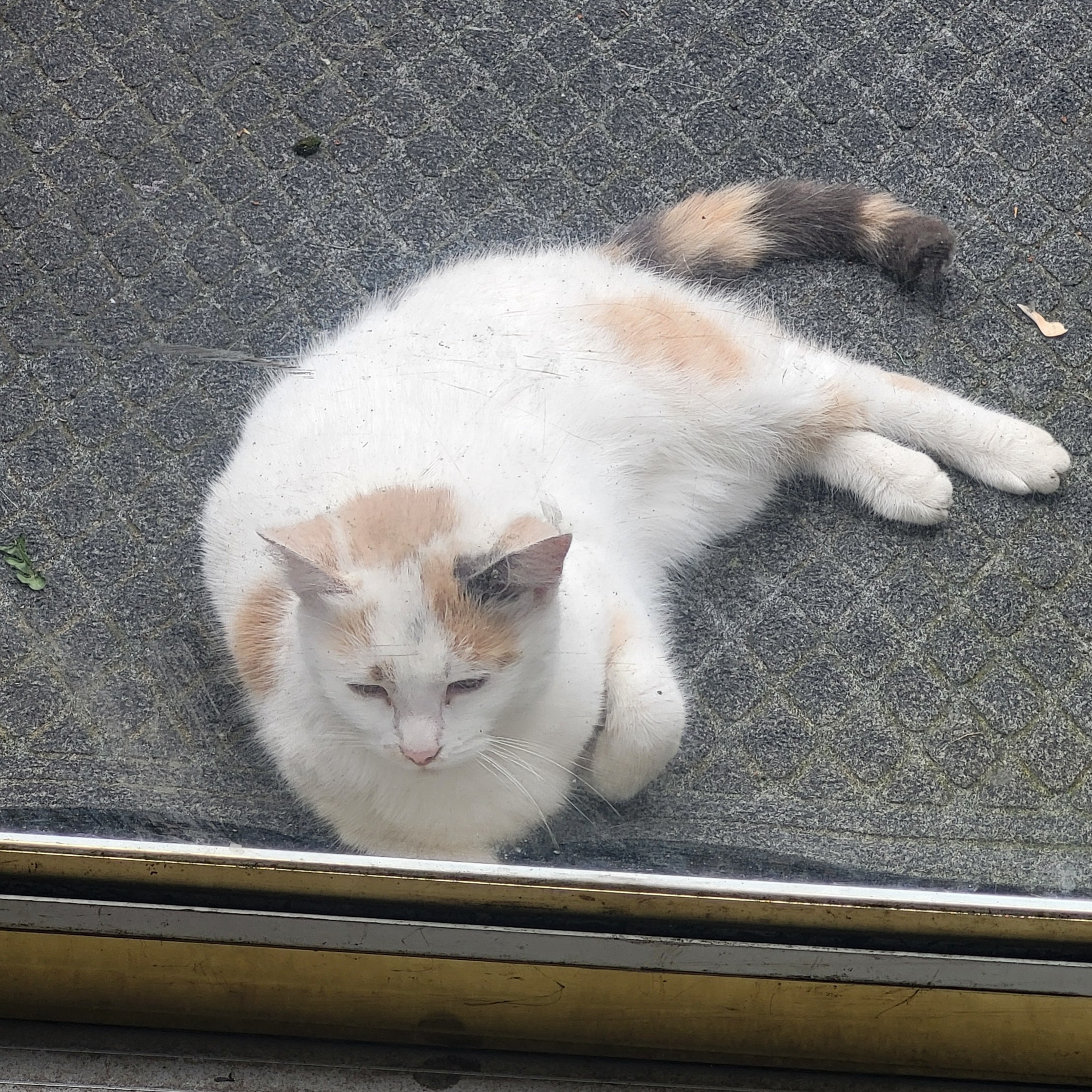 2026-04-03 01:37: Cat Spotted in South Bend, IN 46614