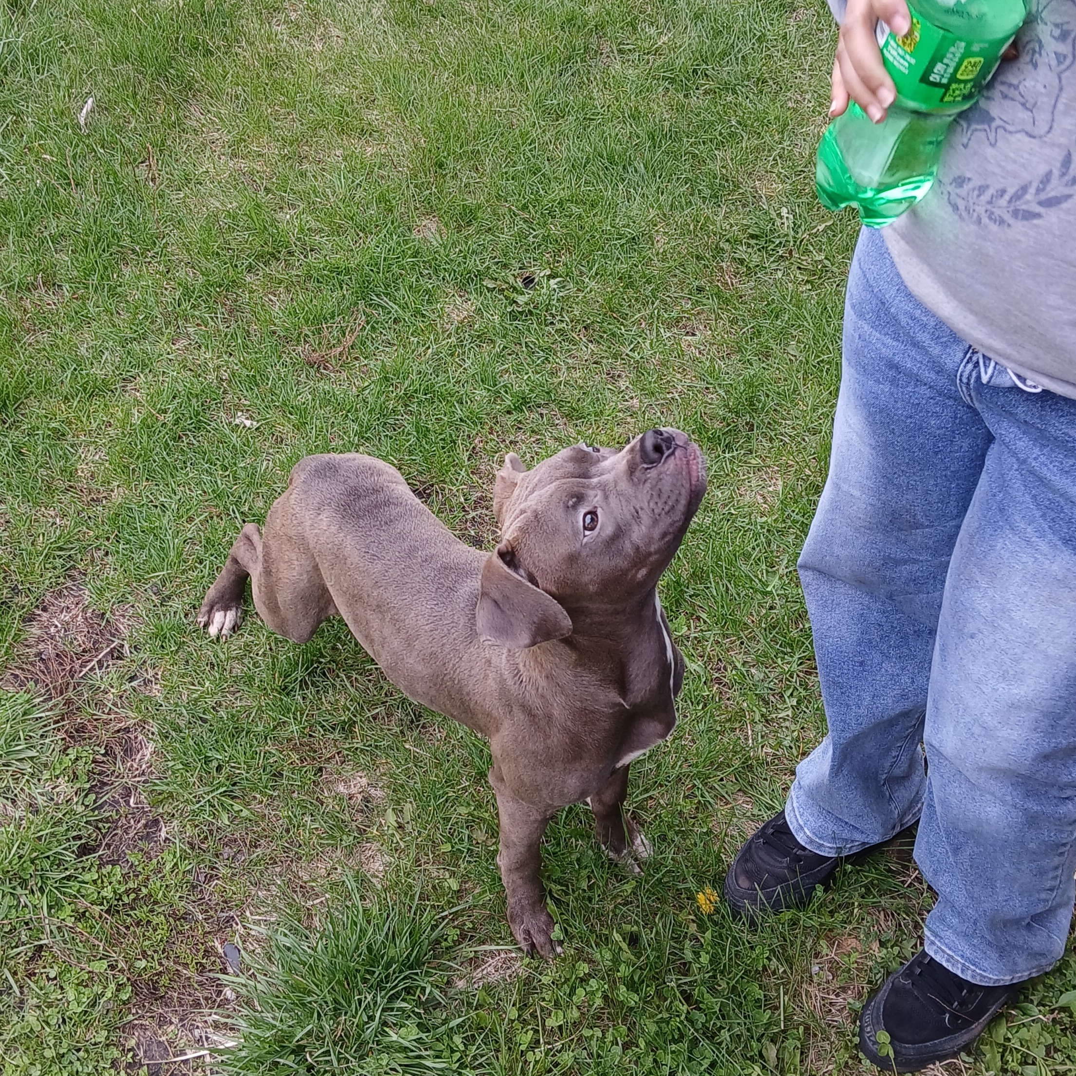 2026-04-11 20:14: Dog Caught in Gary, IN 46402: Name Unknown