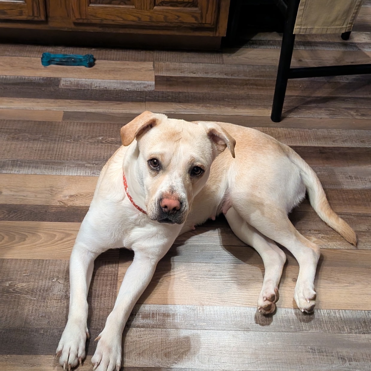 2026-05-01 08:24: Lost Dog in Milford, IN 46542: Bella