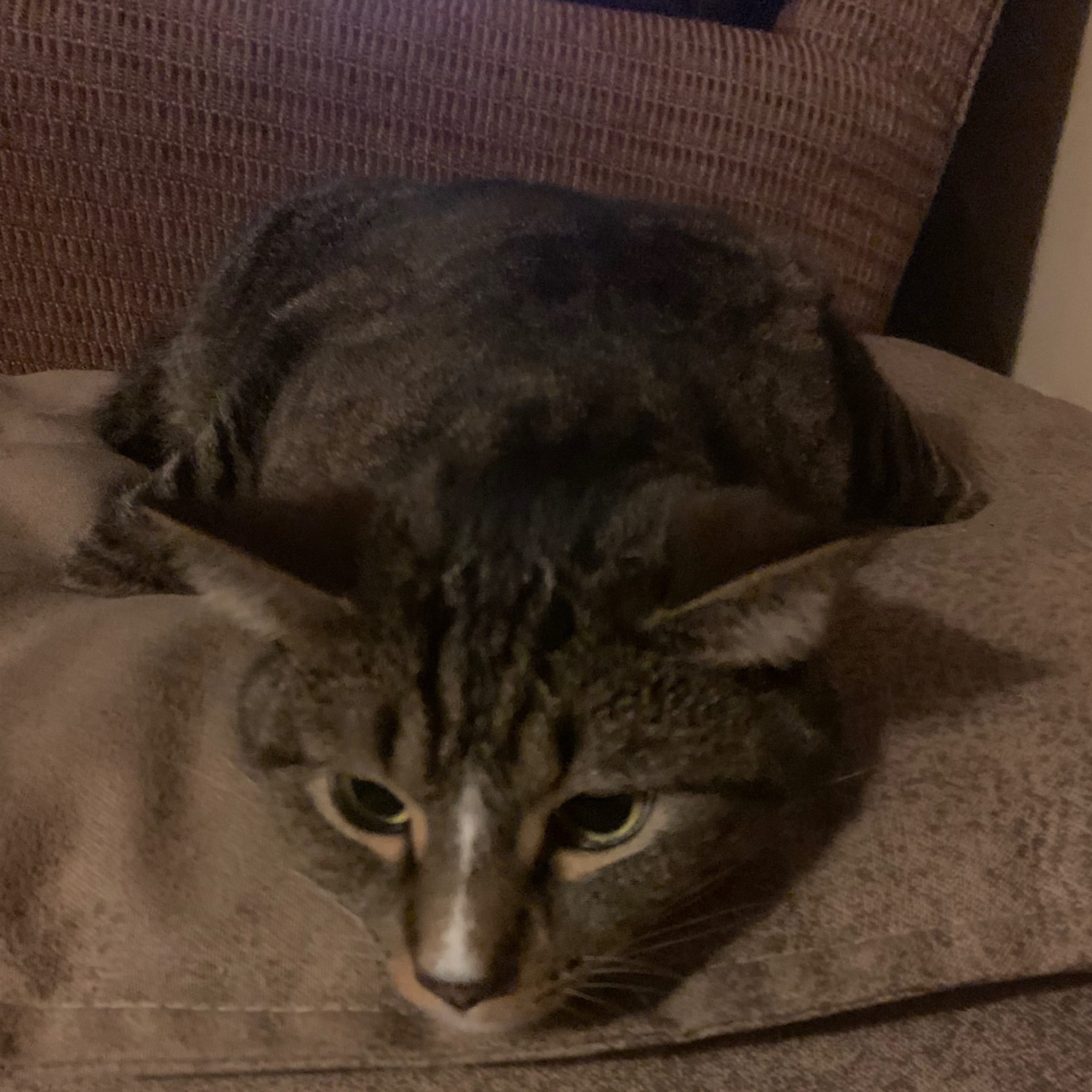 2026-05-01 13:29: Lost Cat in Grovertown, IN 46531: Pretzel