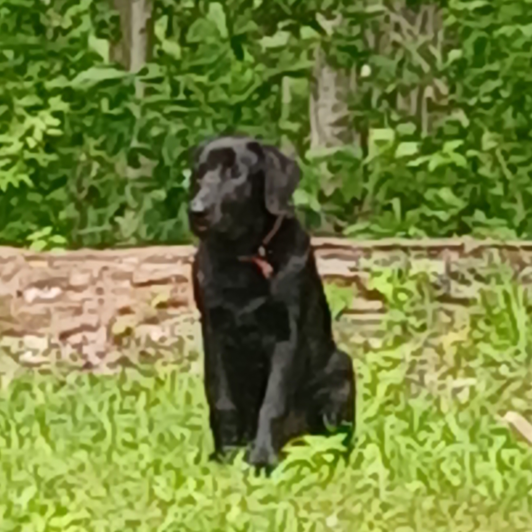 2026-05-12 16:44: Dog Spotted in Peru, IN 46970