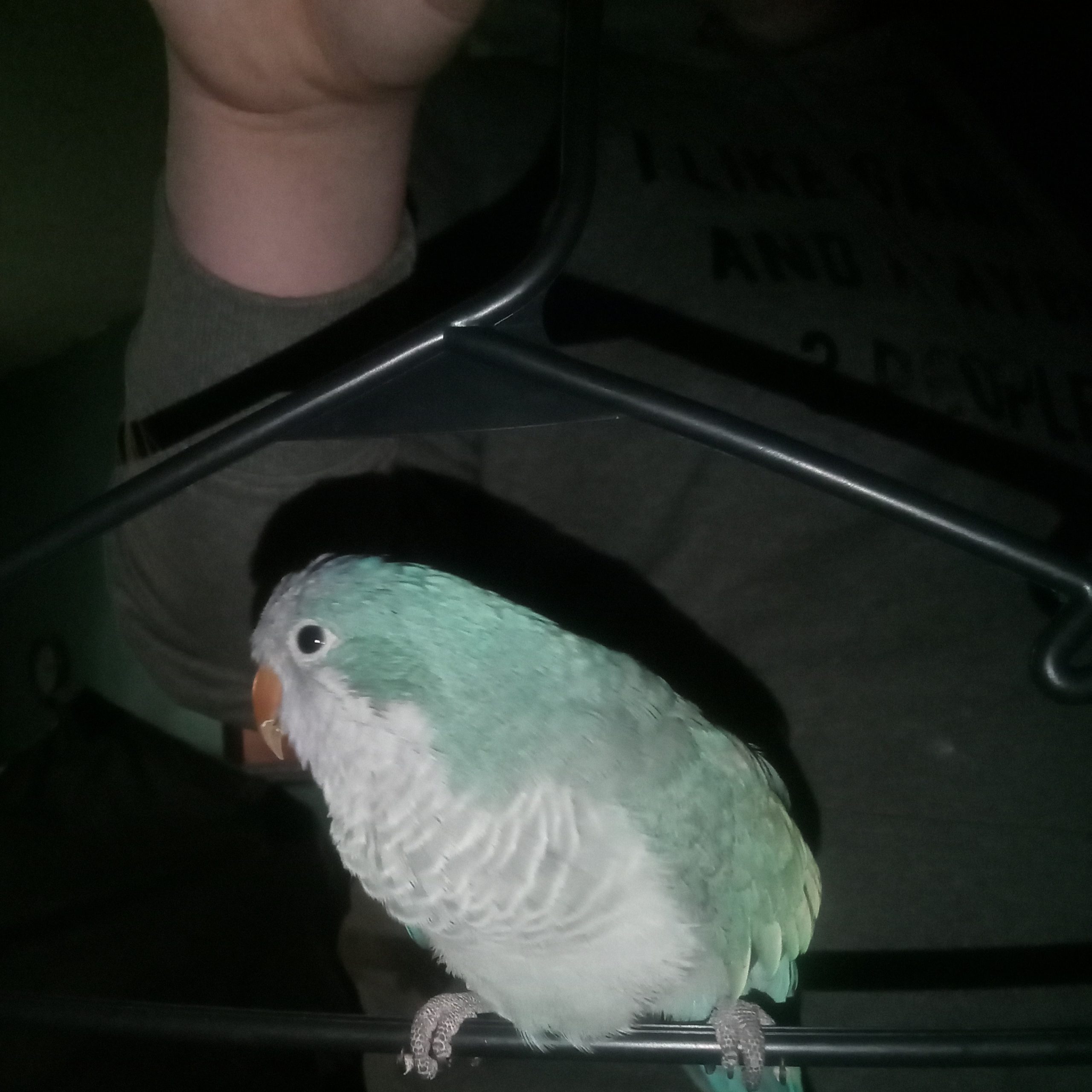 2026-05-13 09:08: Lost Quaker Parrot in Van Buren, IN 46991