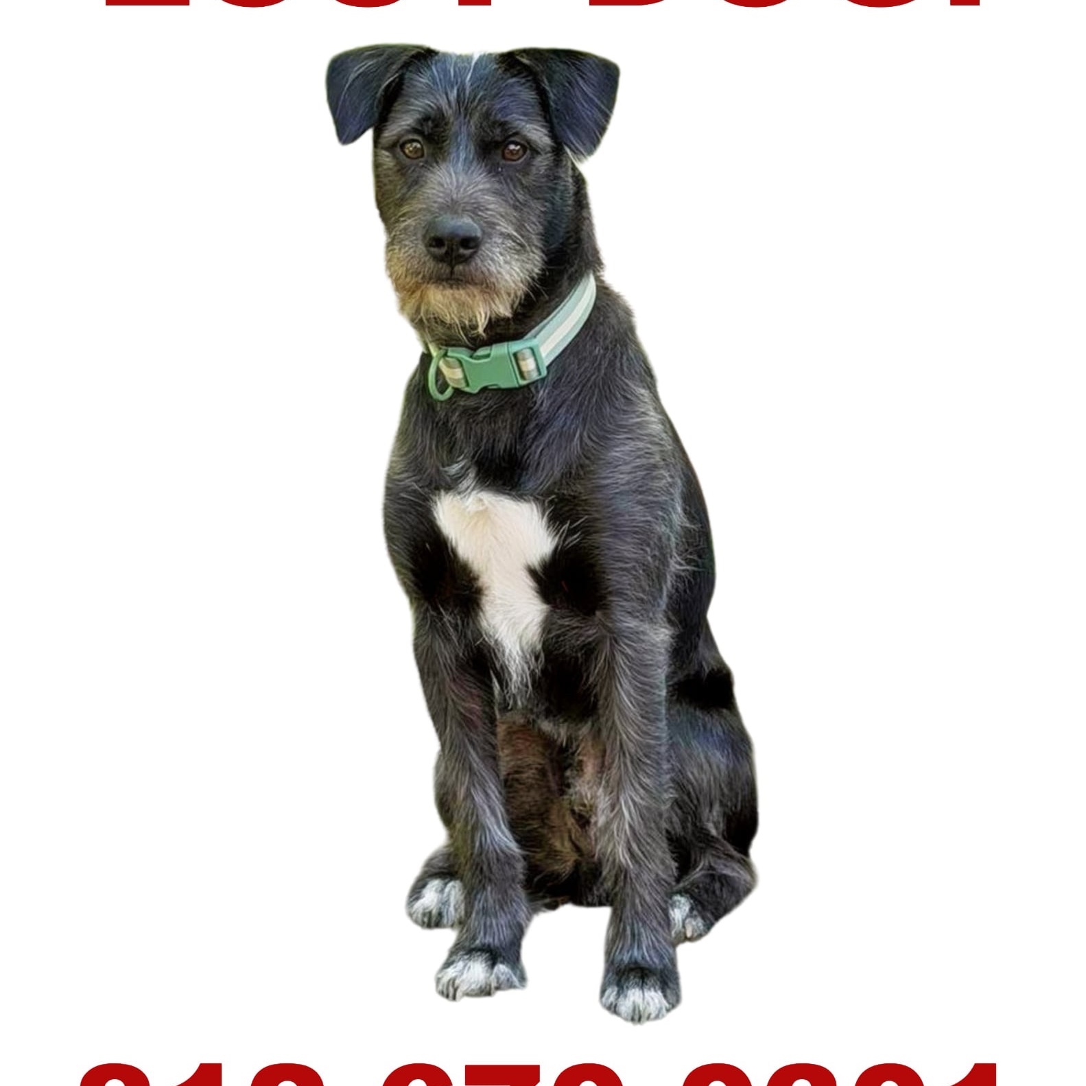 2026-05-22 23:47: Lost Dog in New Albany, IN 47150: Midnight