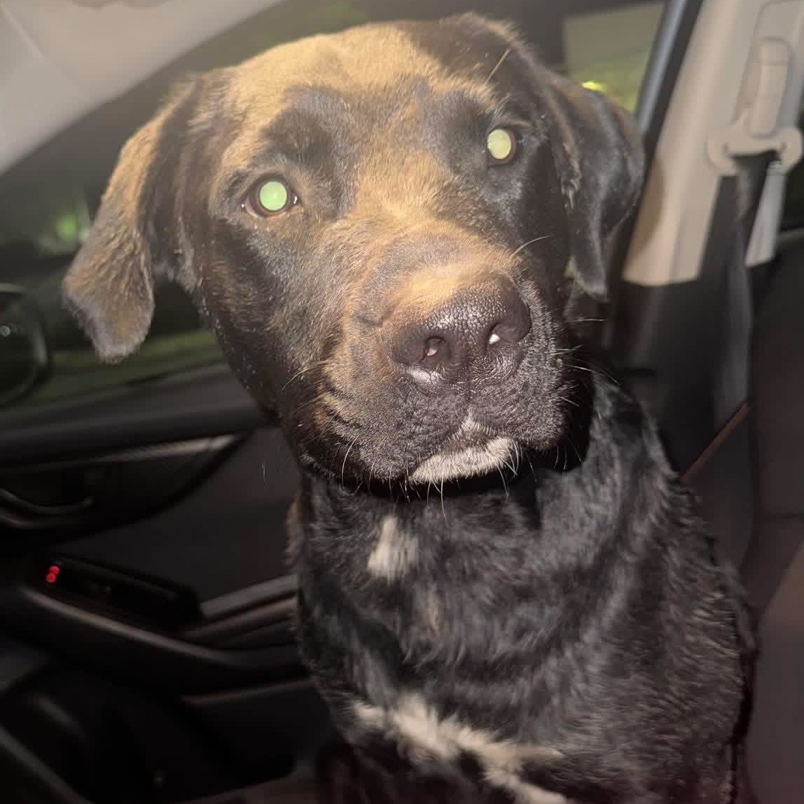 2026-05-24 00:30: Dog Caught in Merrillville, IN 46410: Name Unknown