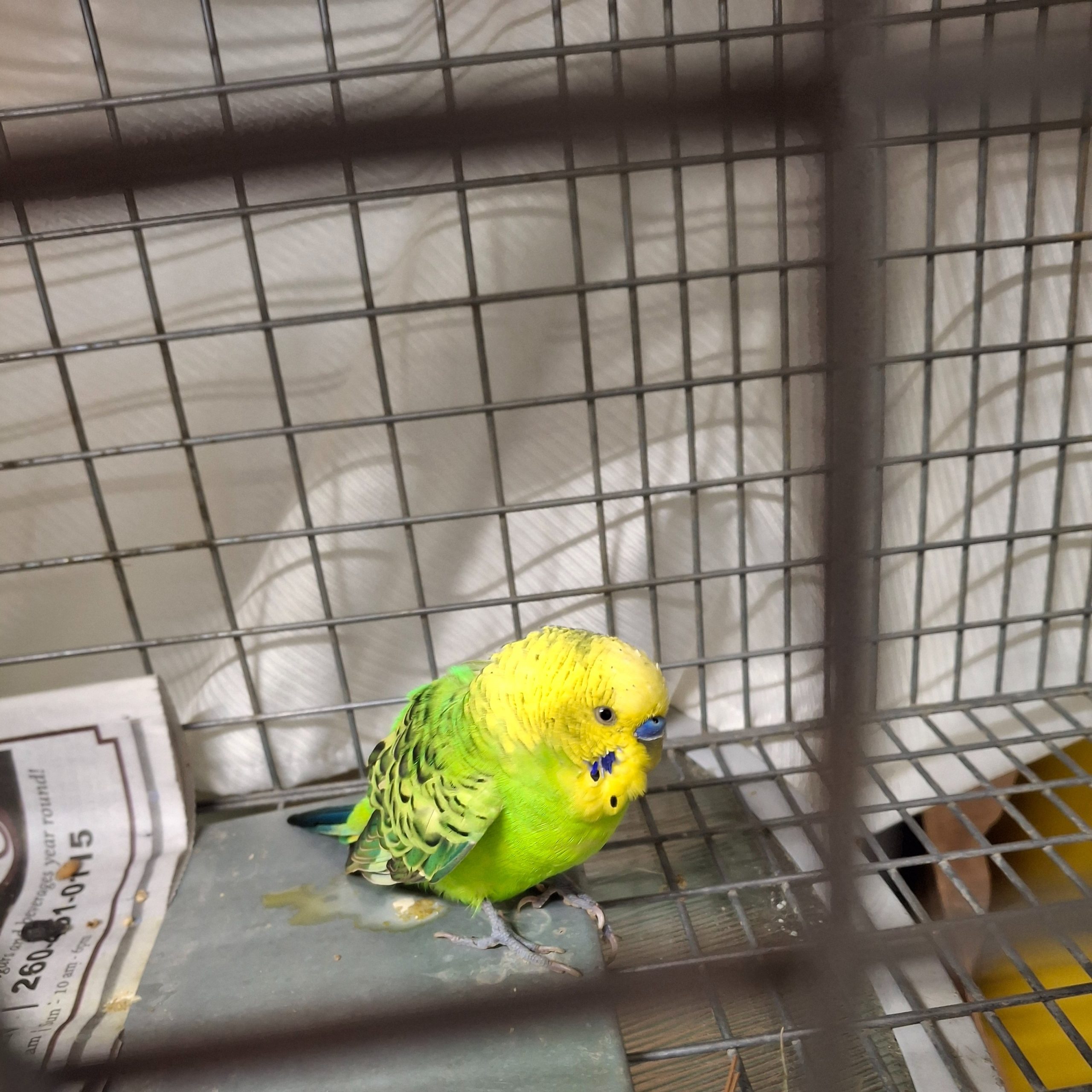 Image of Pet