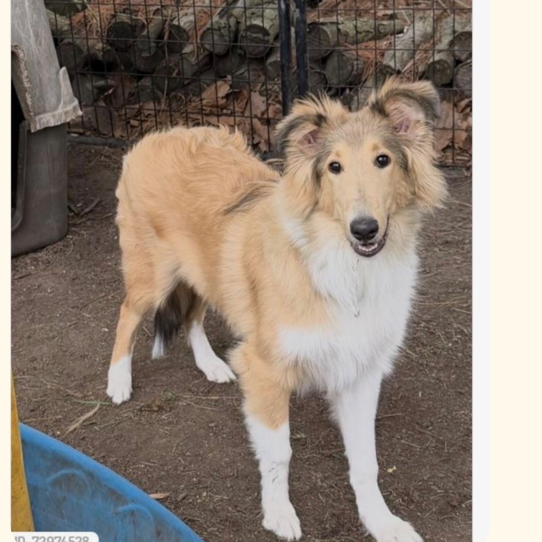 2026-06-07 09:37: Lost Dog in Morocco, IN 47963: Vaghar