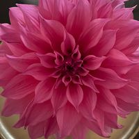 Profile picture of Cynthia Mavrick